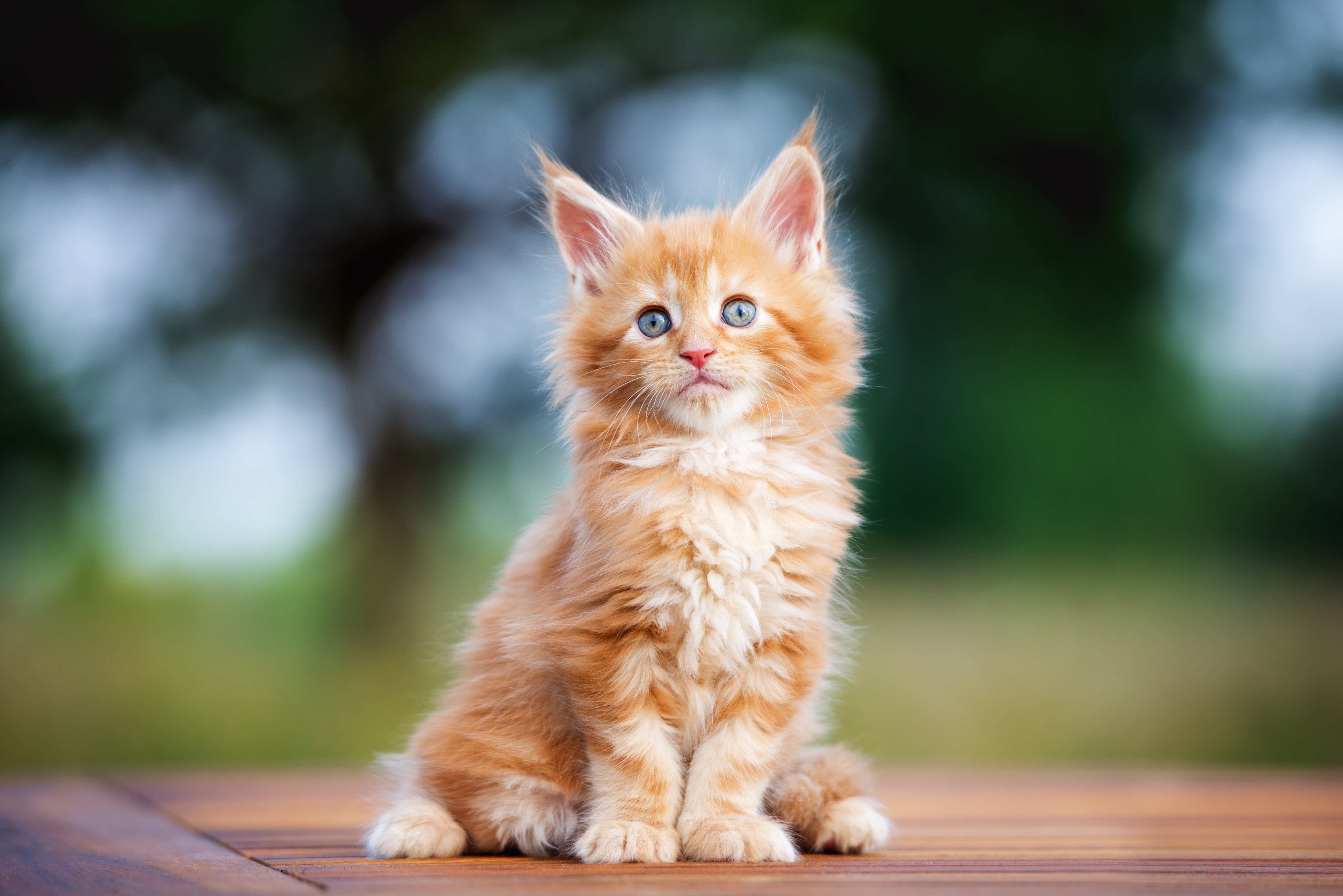 Fluffy Orange MAINE KPETEN COONTEN