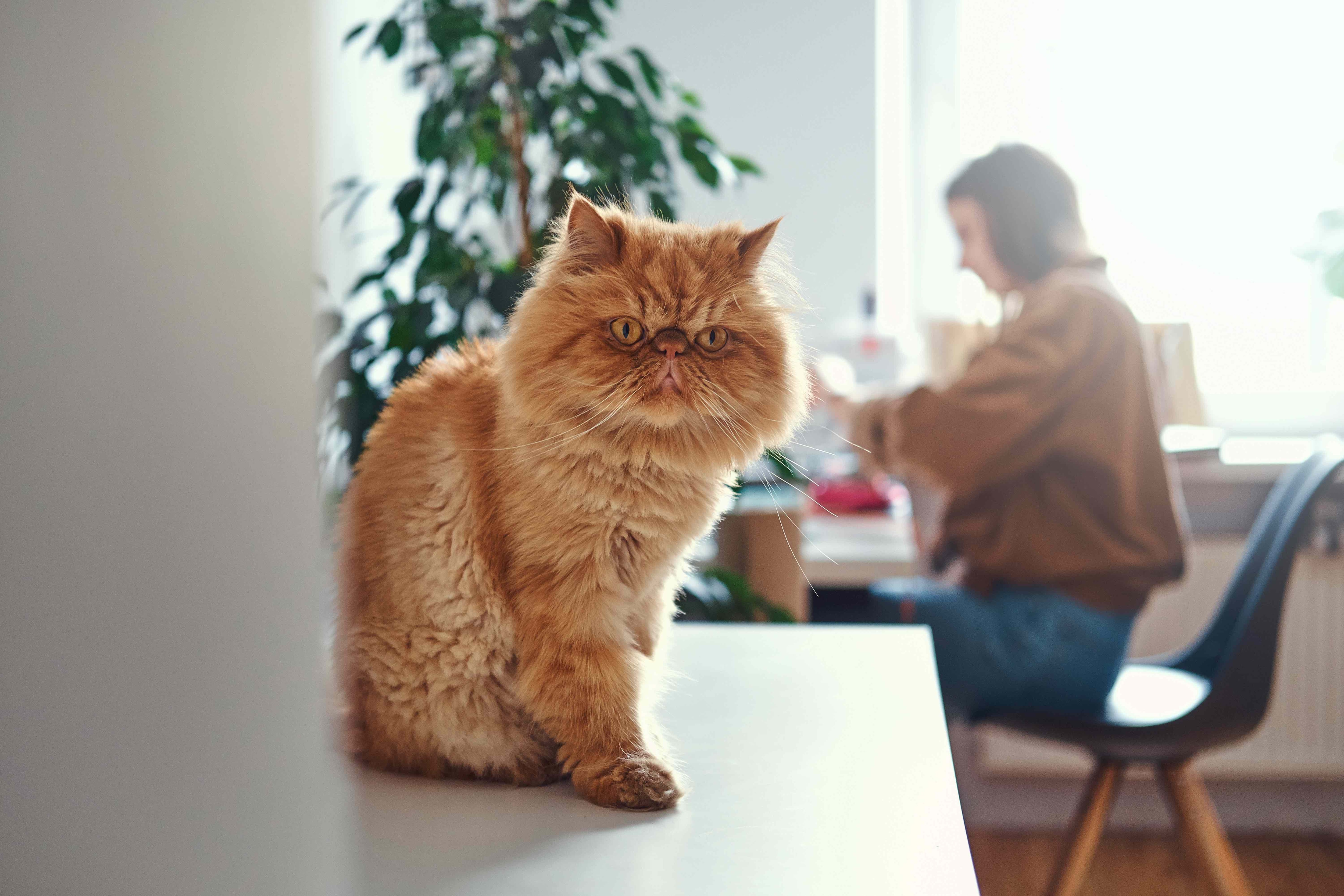 orange persian cat sitting on a desk