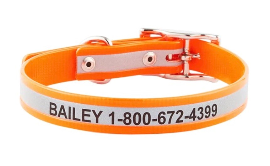 orange waterproof dog collar product photo with dog name and phone number