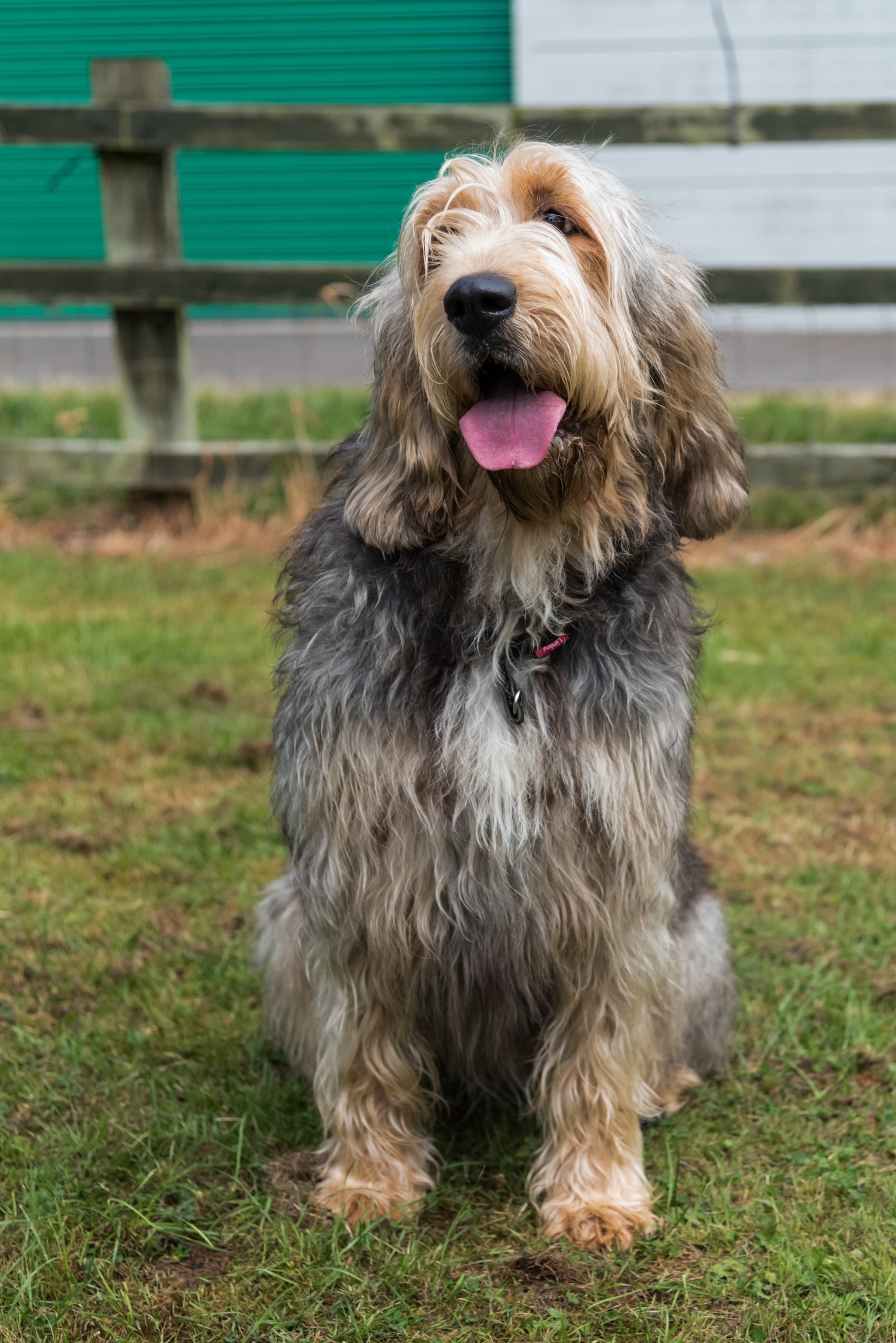 otterhound sitting and smiling at the camera