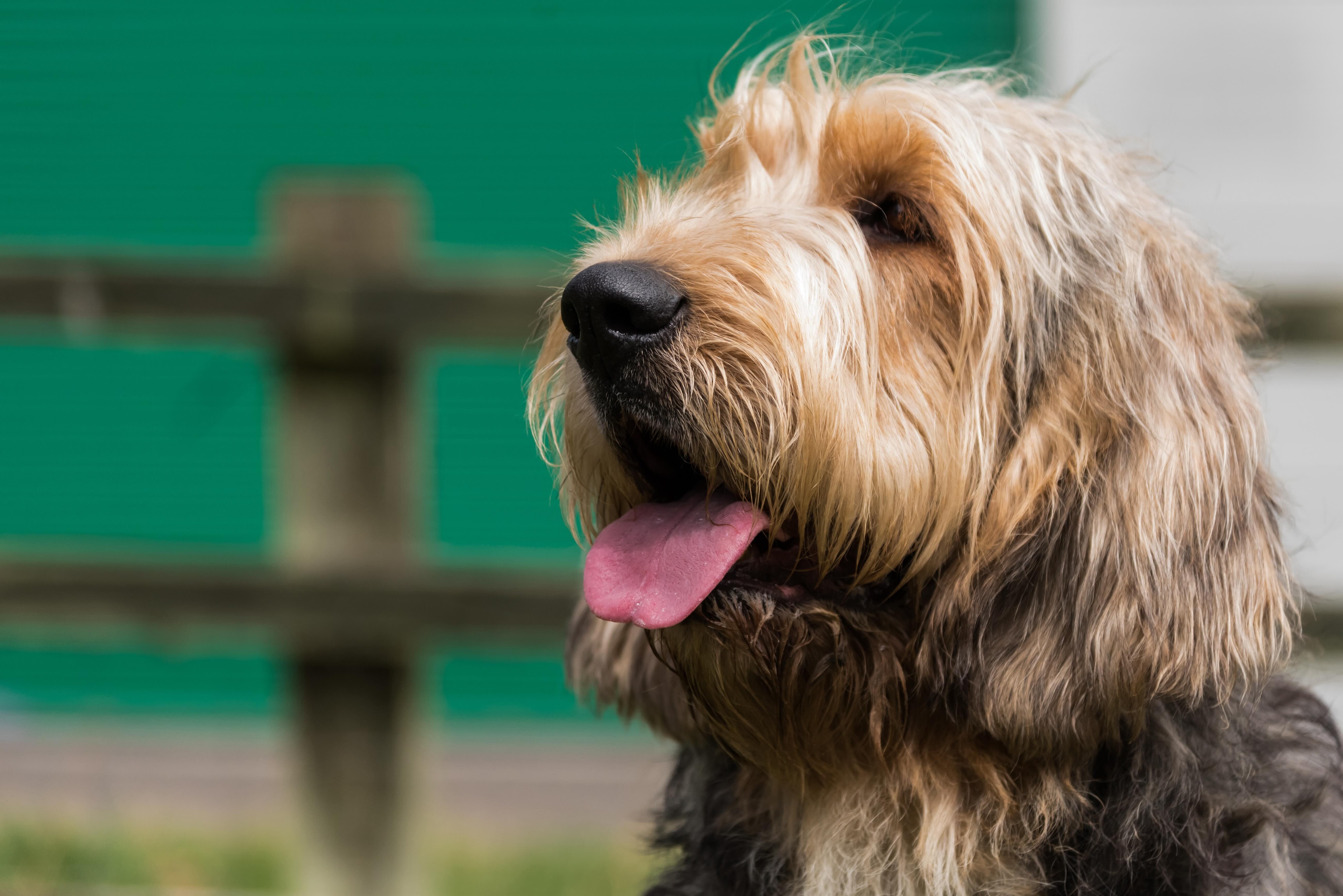 up-close portrait of an otterhound with his tongue hanging out