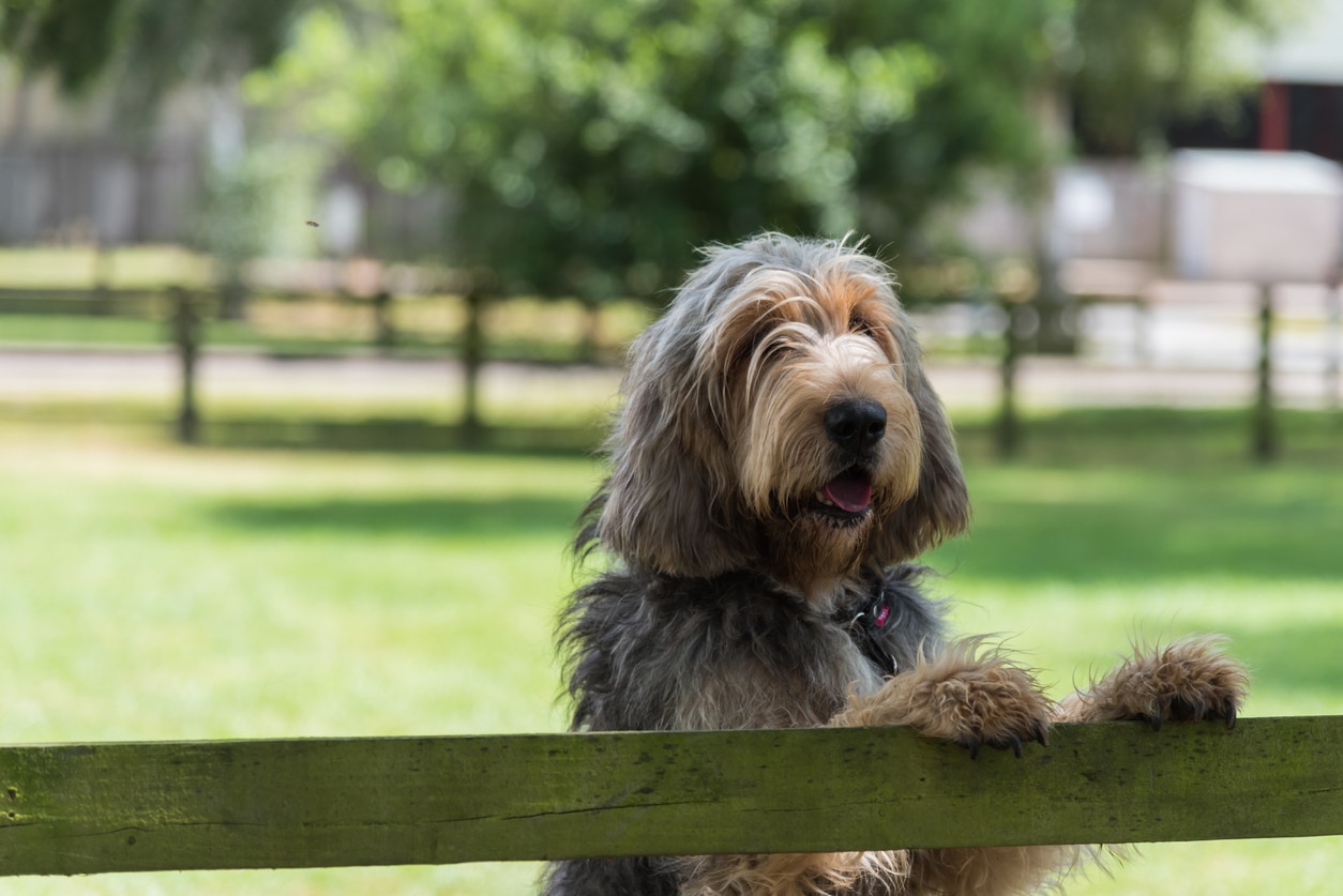 otterhound dog standing with his front paws up on the fence