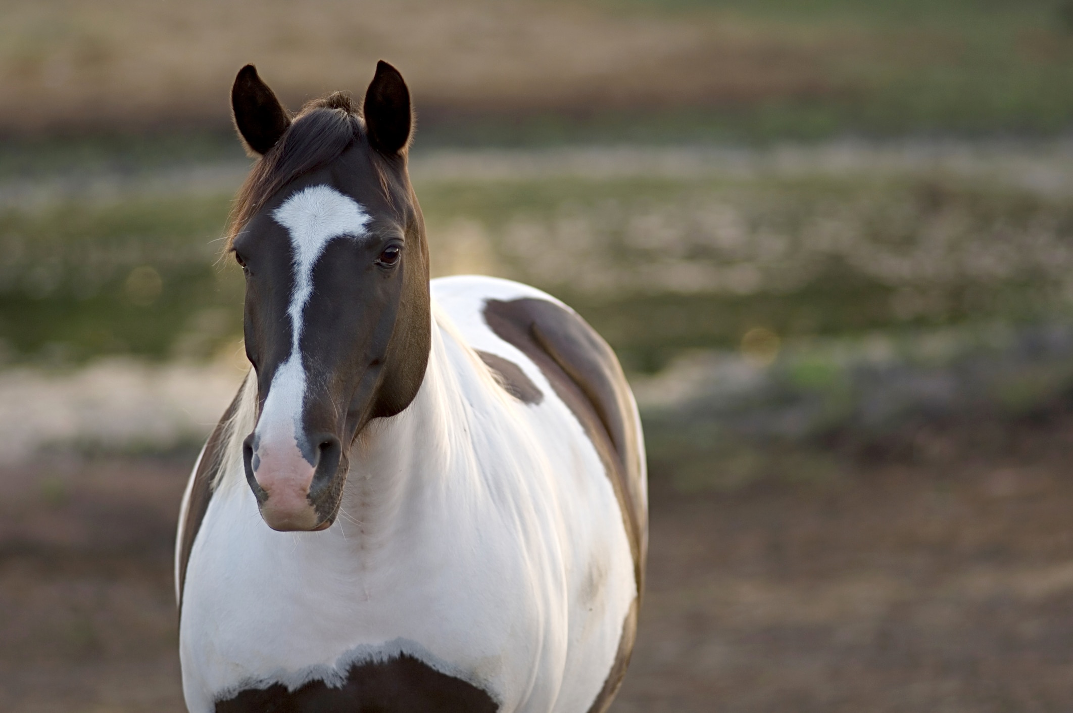 Paint horse in field