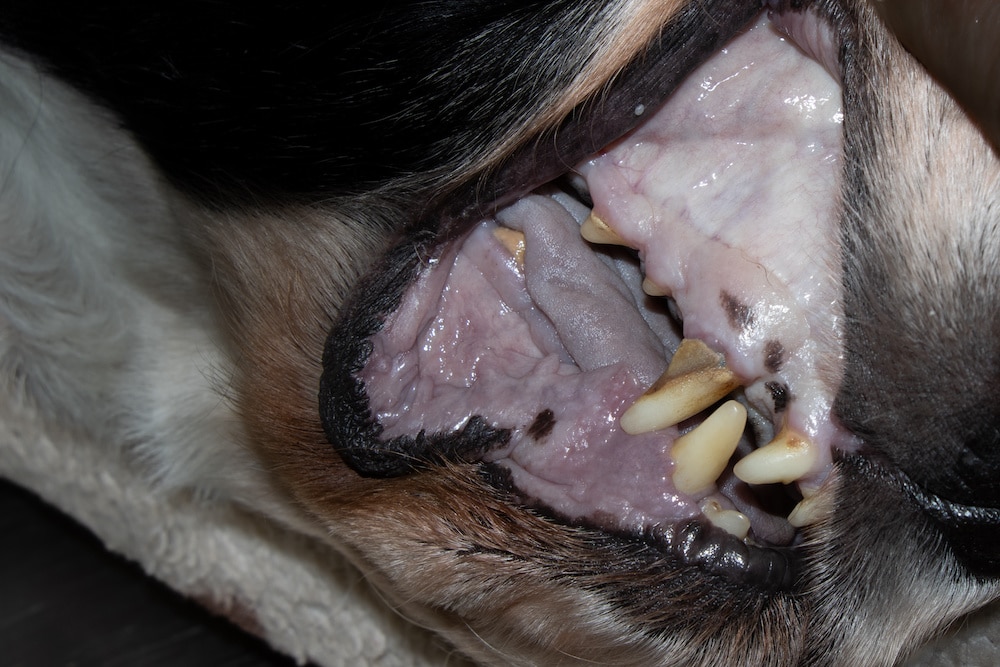 pale gums on a dog