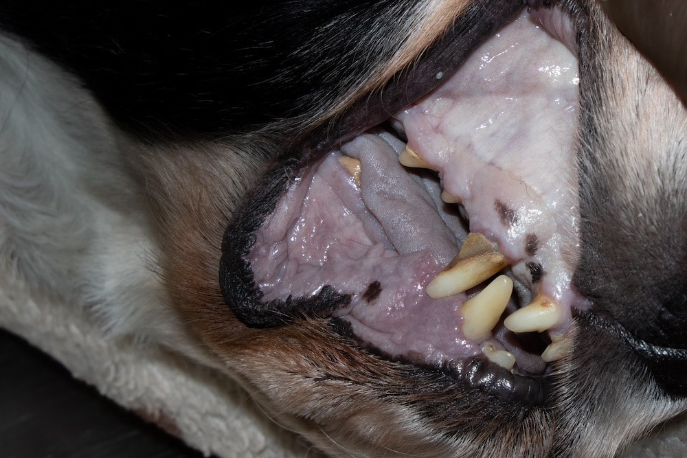 unhealthy dog gums