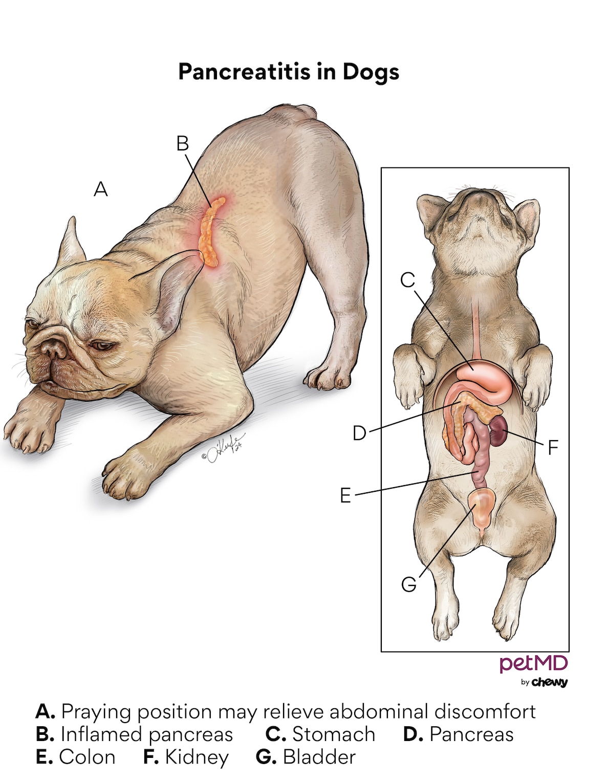 Pancreatitis in Dogs Signs Causes and Treatment PetMD