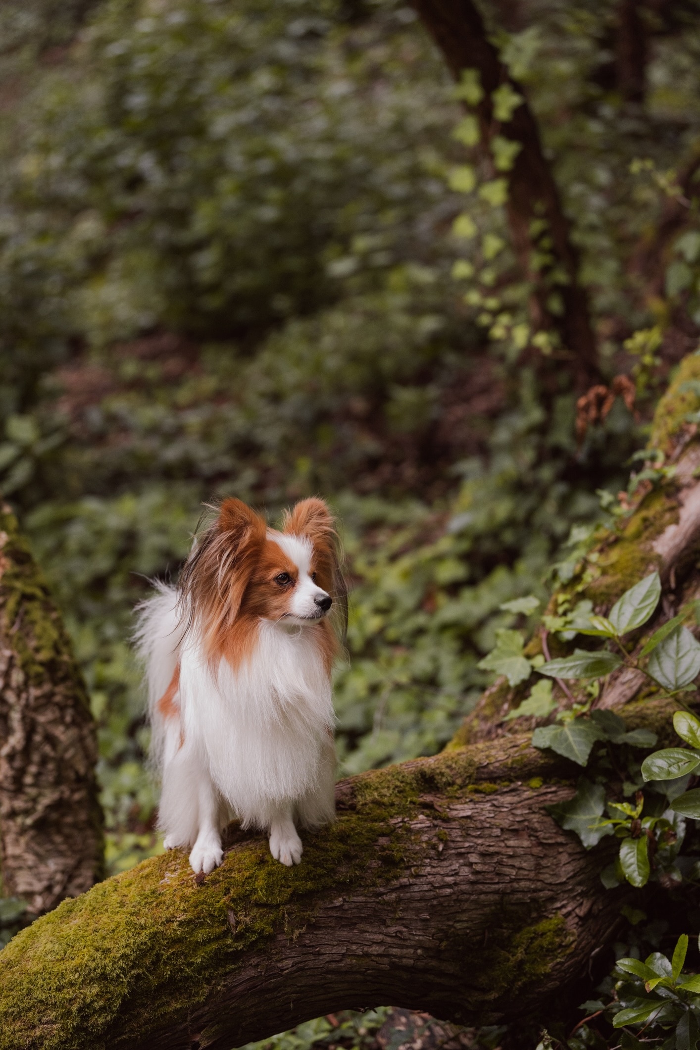 Papillon Dog History Papillon Dog History