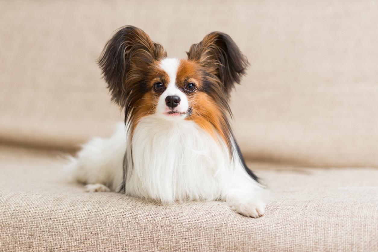 papillon dog lying on couch