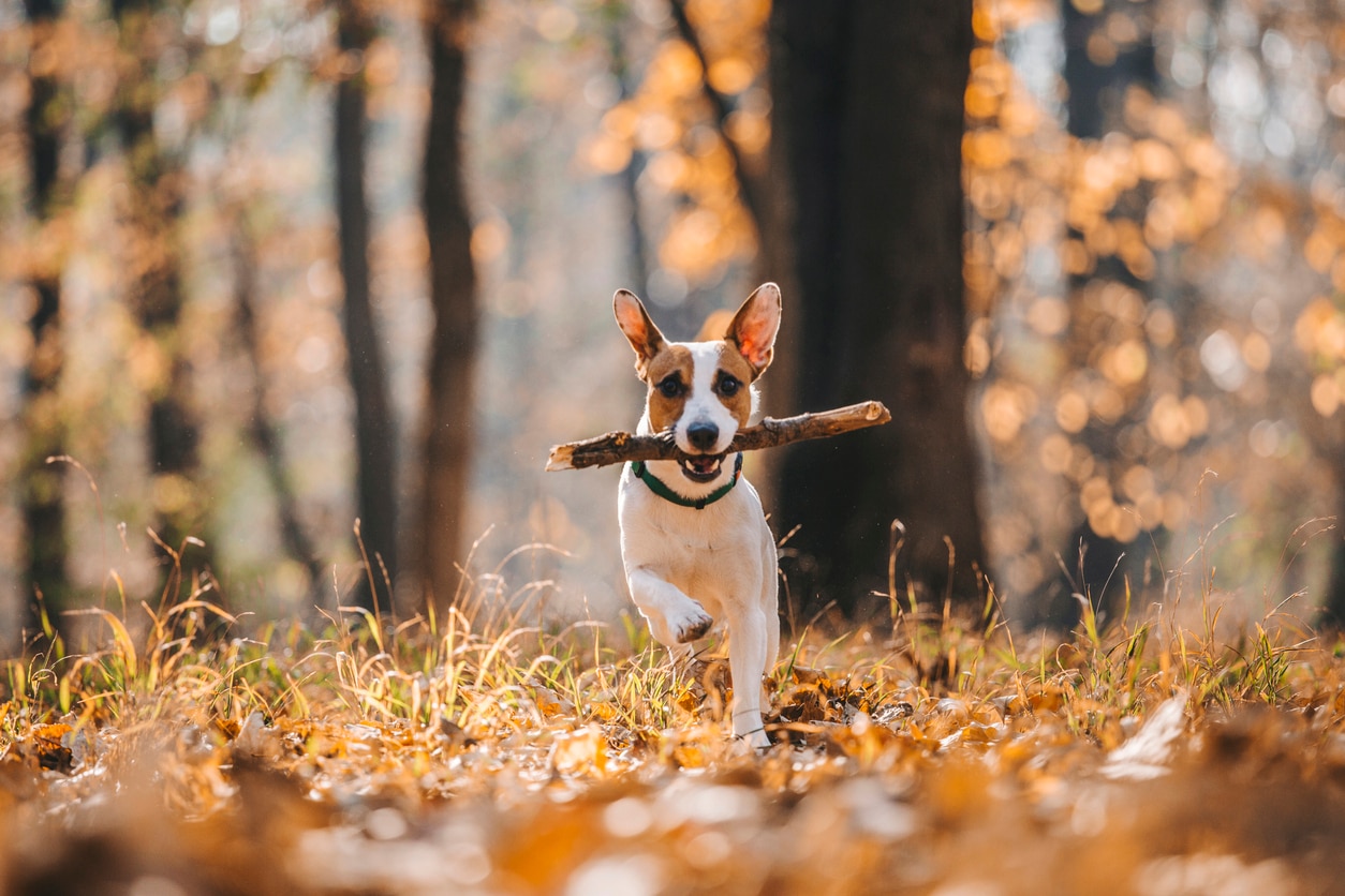 parson jack russell terrier running through autumn forest with a stick