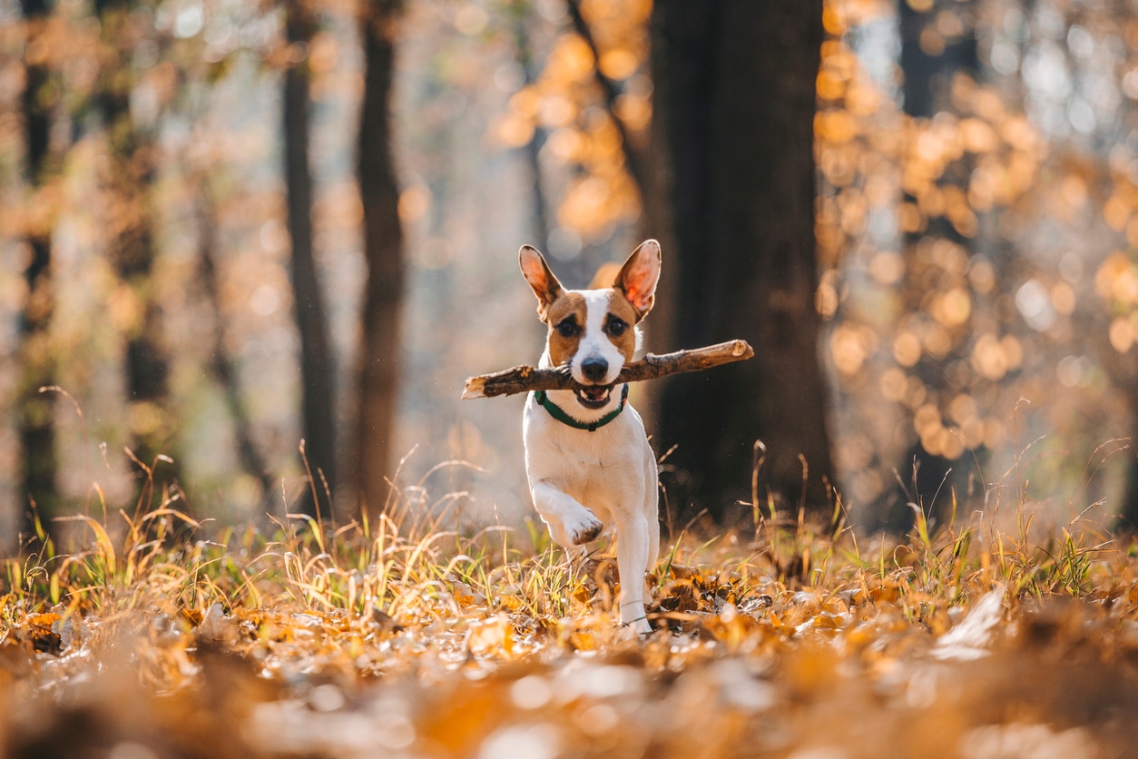 帕森杰克罗素梗犬拿着一根棍子在秋天的森林里奔跑