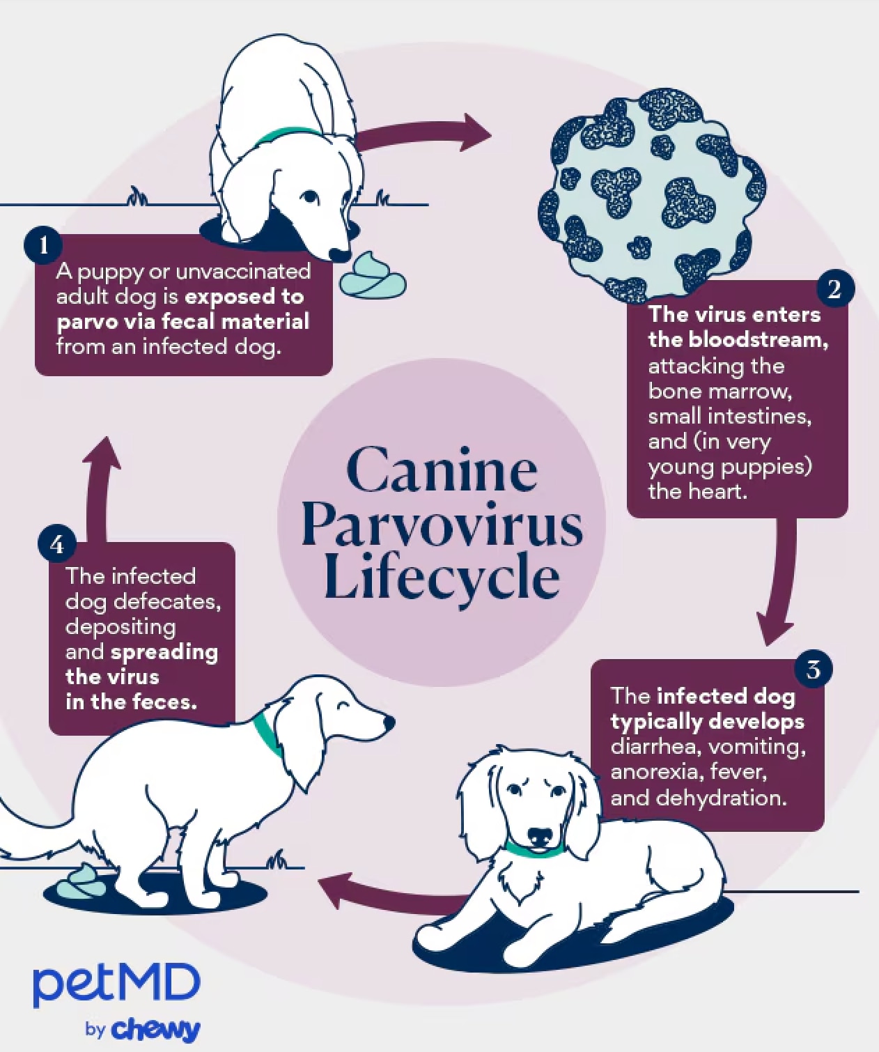 parvo in dogs and puppies; the cycle of parvo in dogs and puppies.