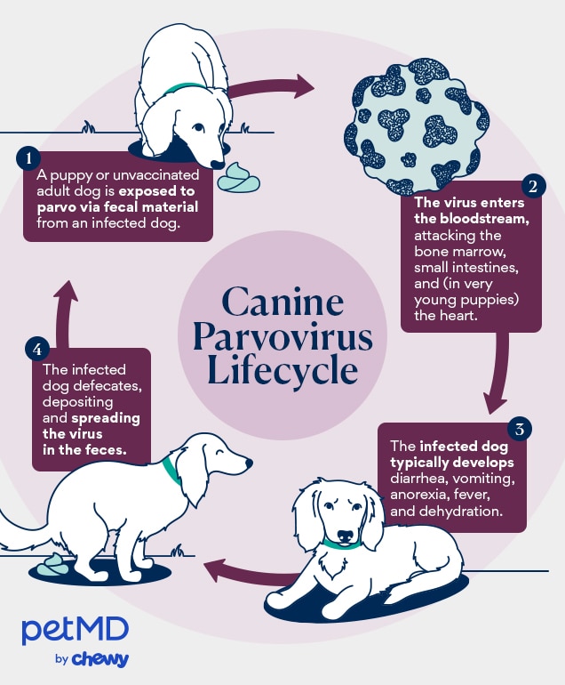 infographic depicting the lifecycle of parvovirus and how it's spread to dogs