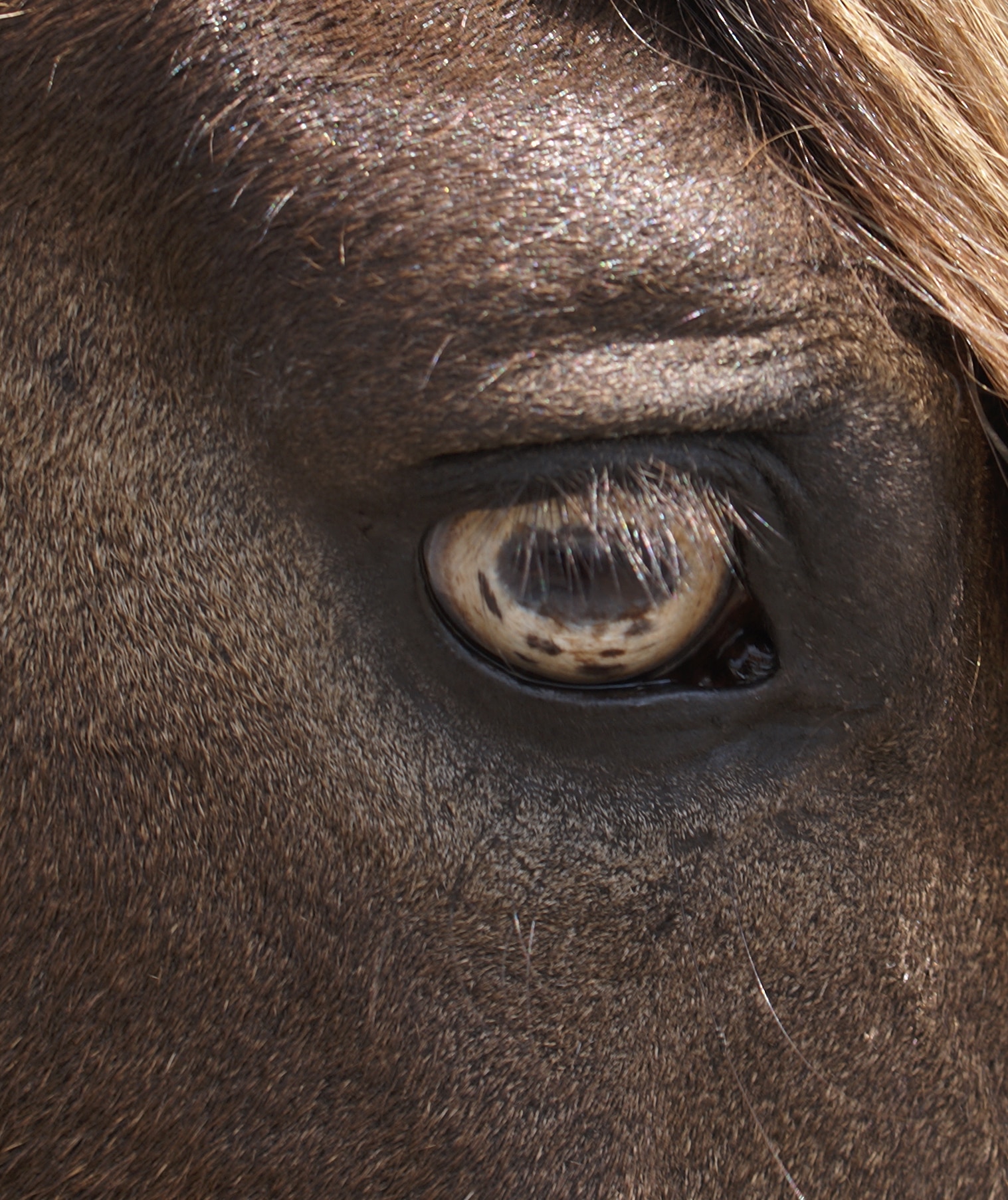 Eye of Paso Fino