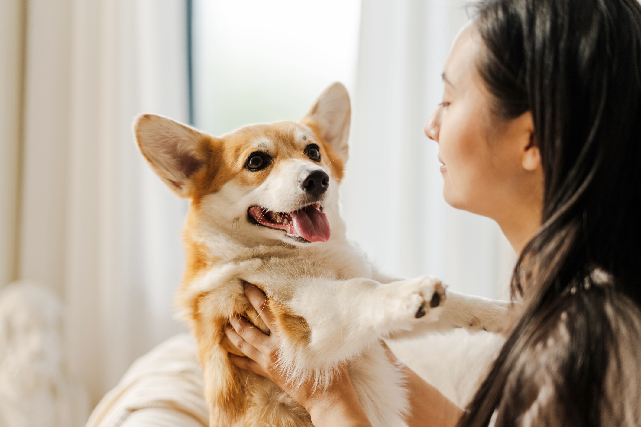 woman holding up a pembroke welsh corgi