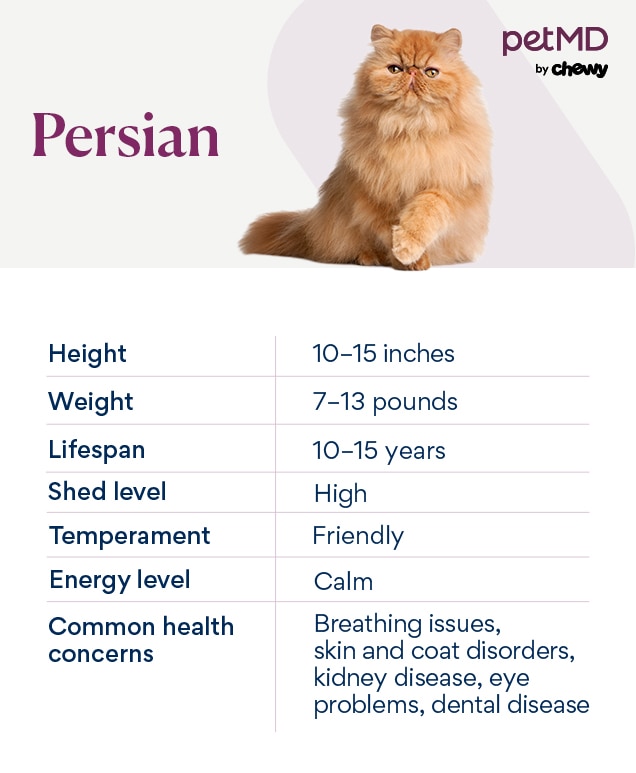 chart depicting a persian cat's characteristics