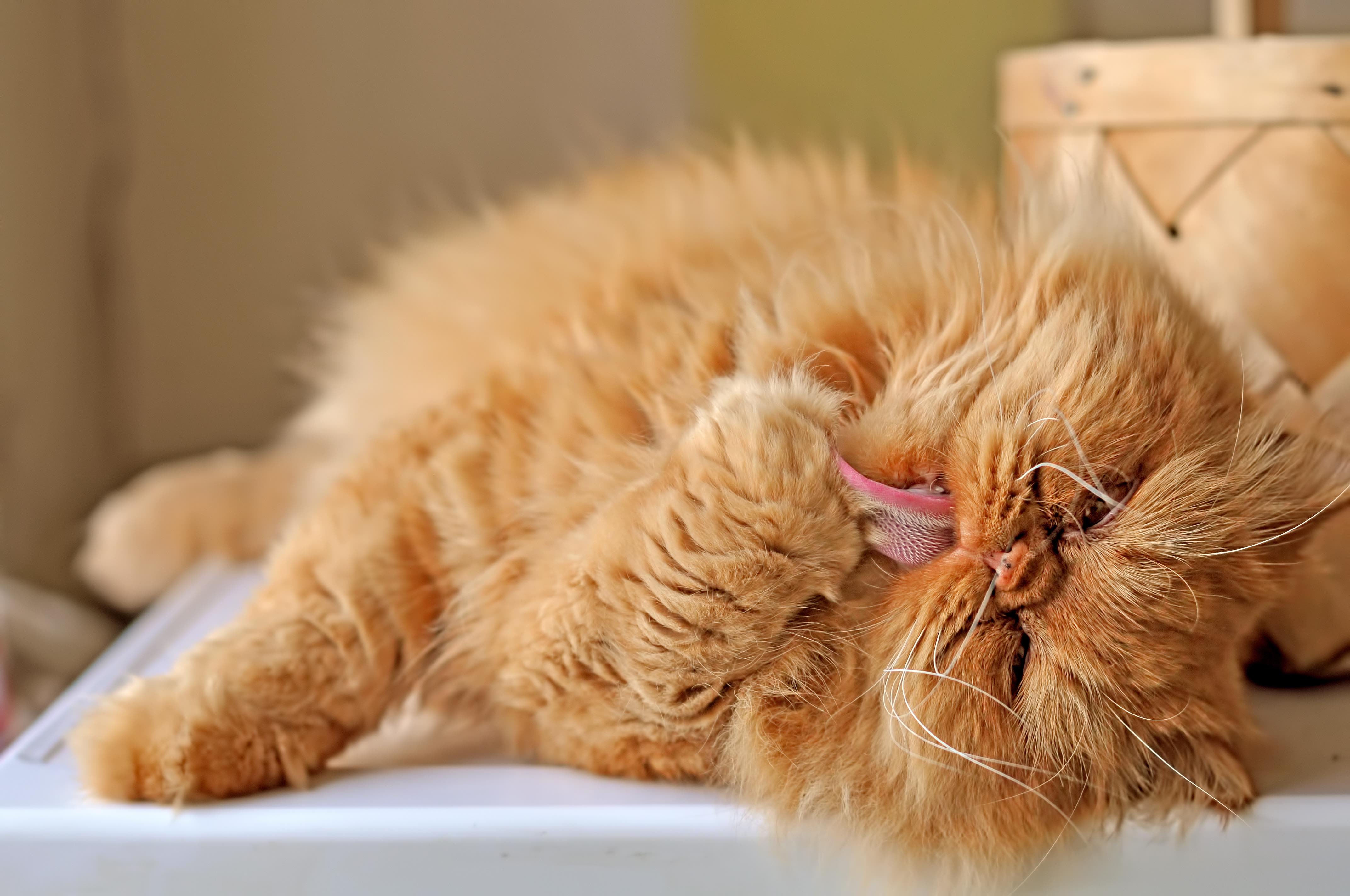 close-up of an orange persian cat cleaning his paw