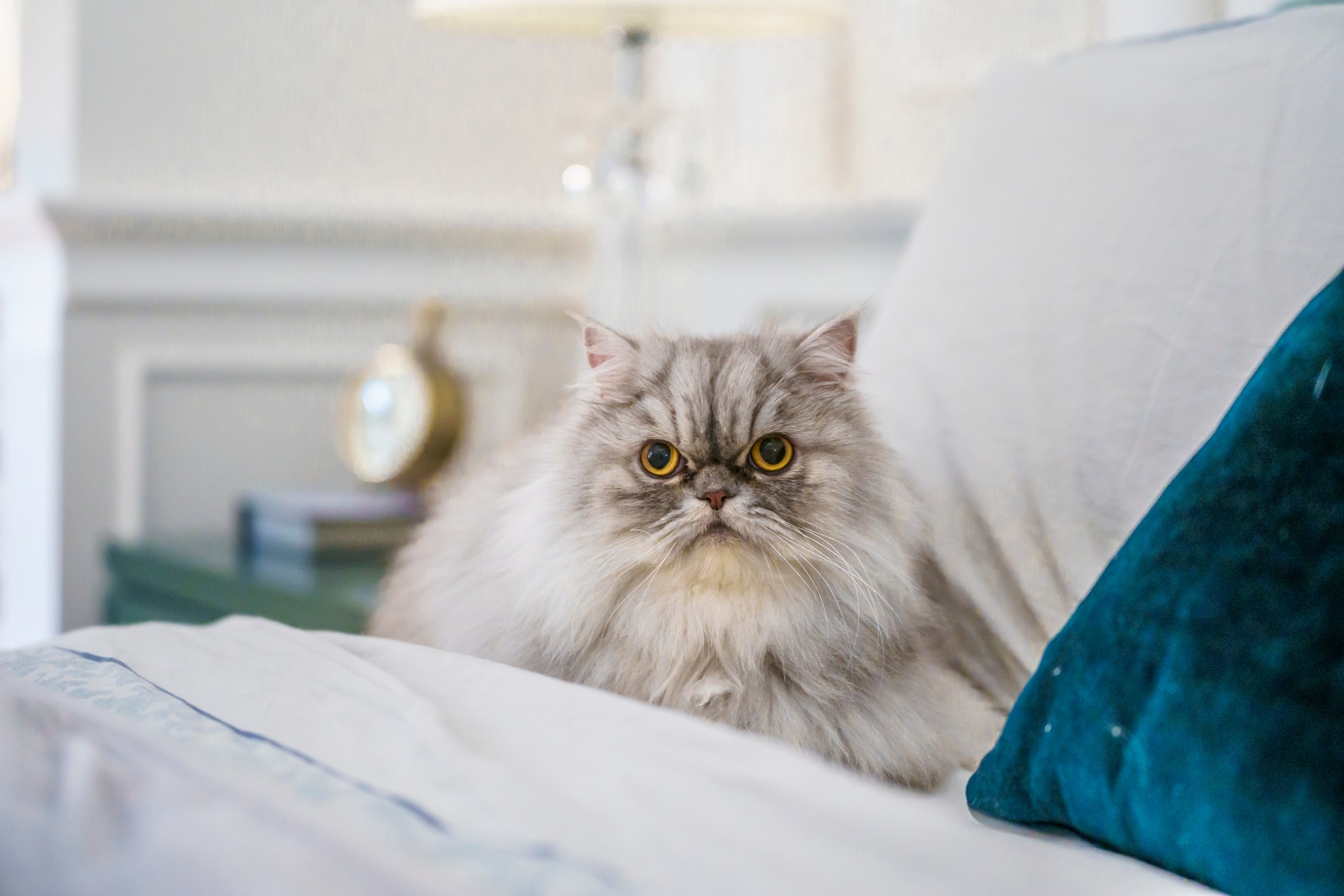 silver persian cat in a human bed