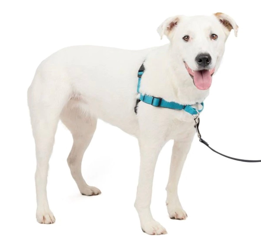 white puppy wearing a teal dog harness