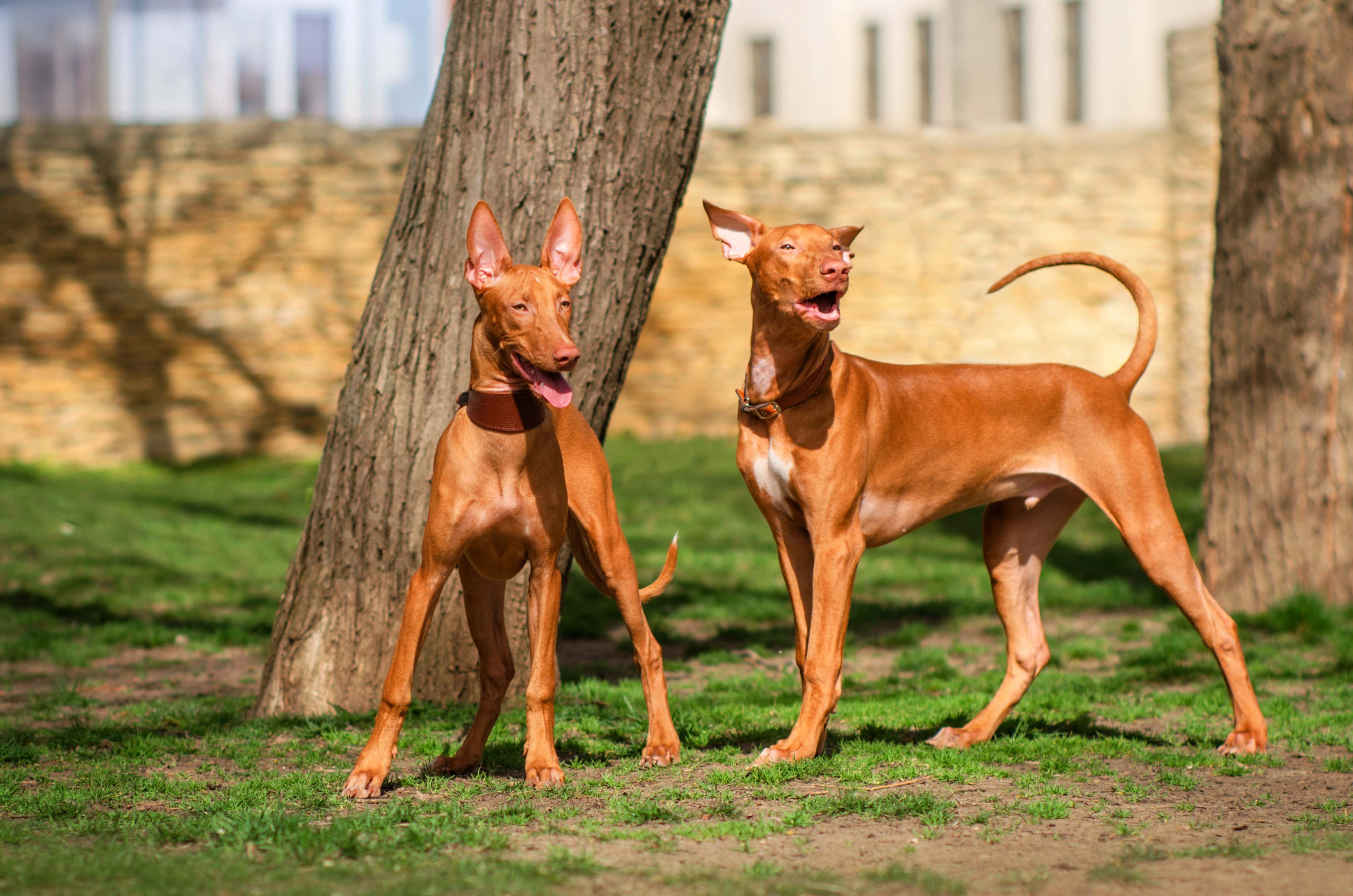 two red pharaoh hounds standing outside and barking