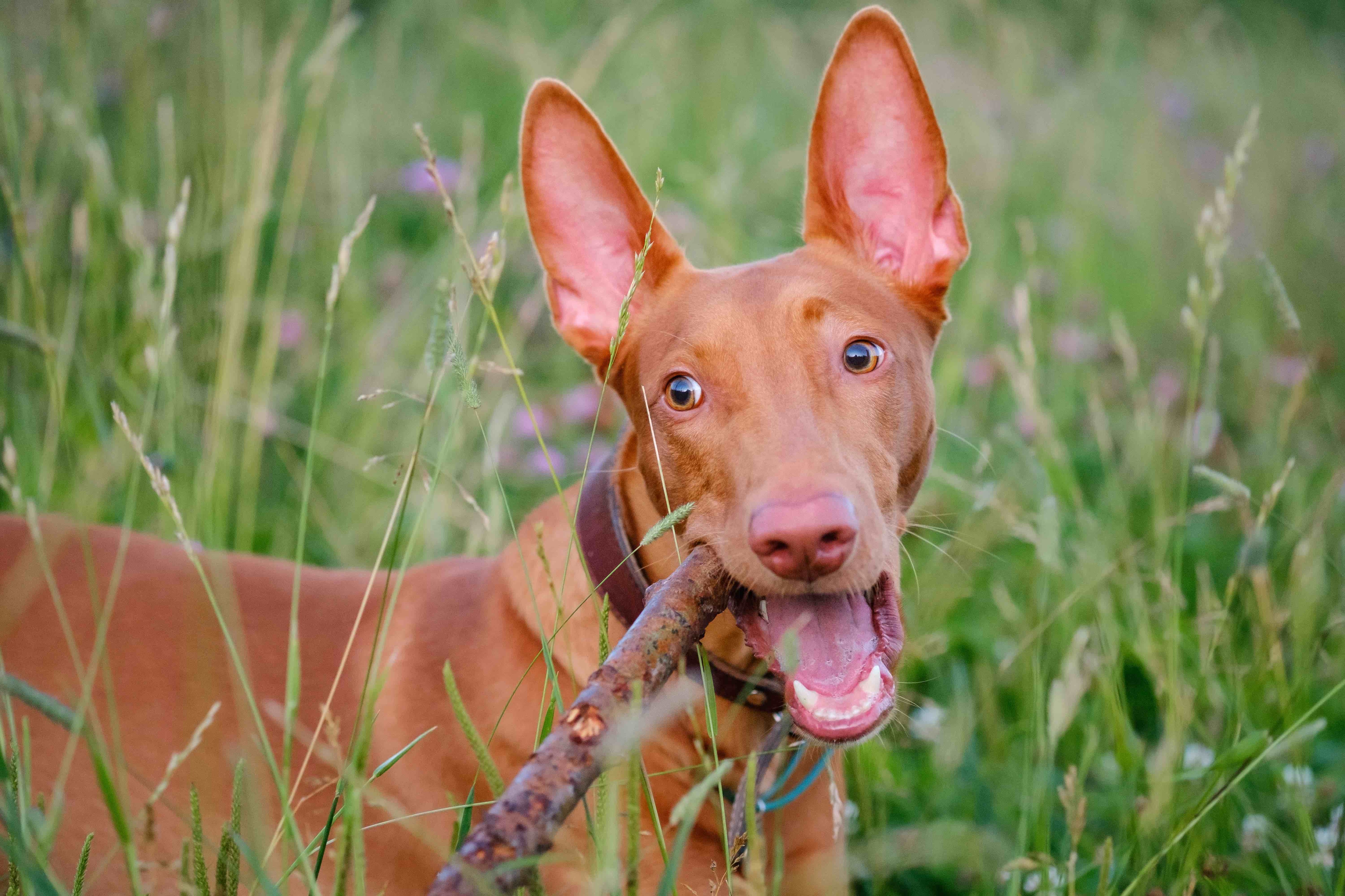 Gross-up d'un phararah hound rotule sur une Stick 