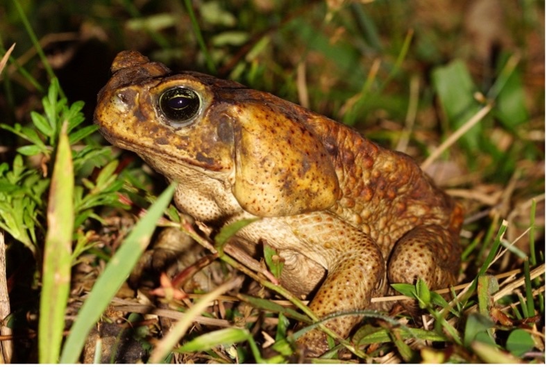 marine toad