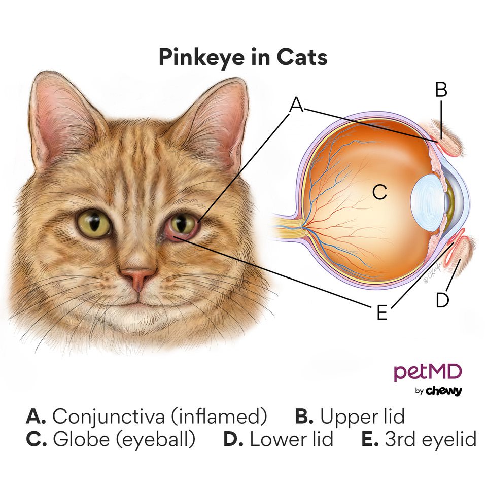Pinkeye in Cats