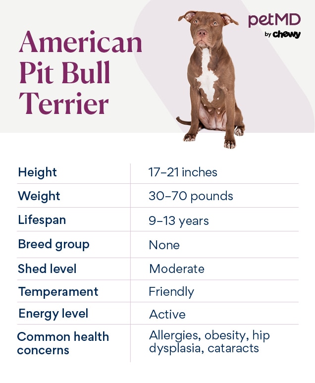 American Pit Bull Terrier Health and Care PetMD