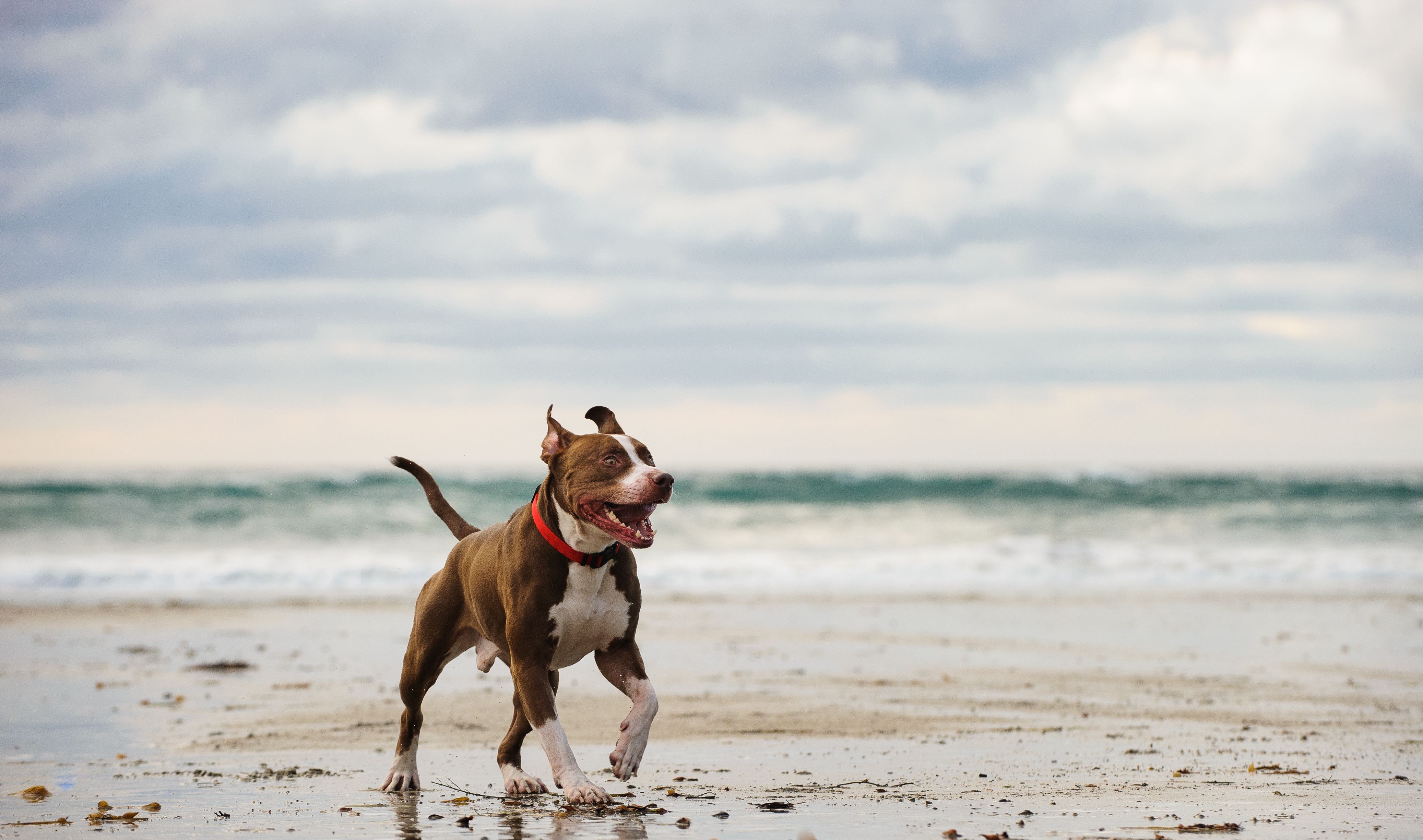 brown and white pit bull running on a beach