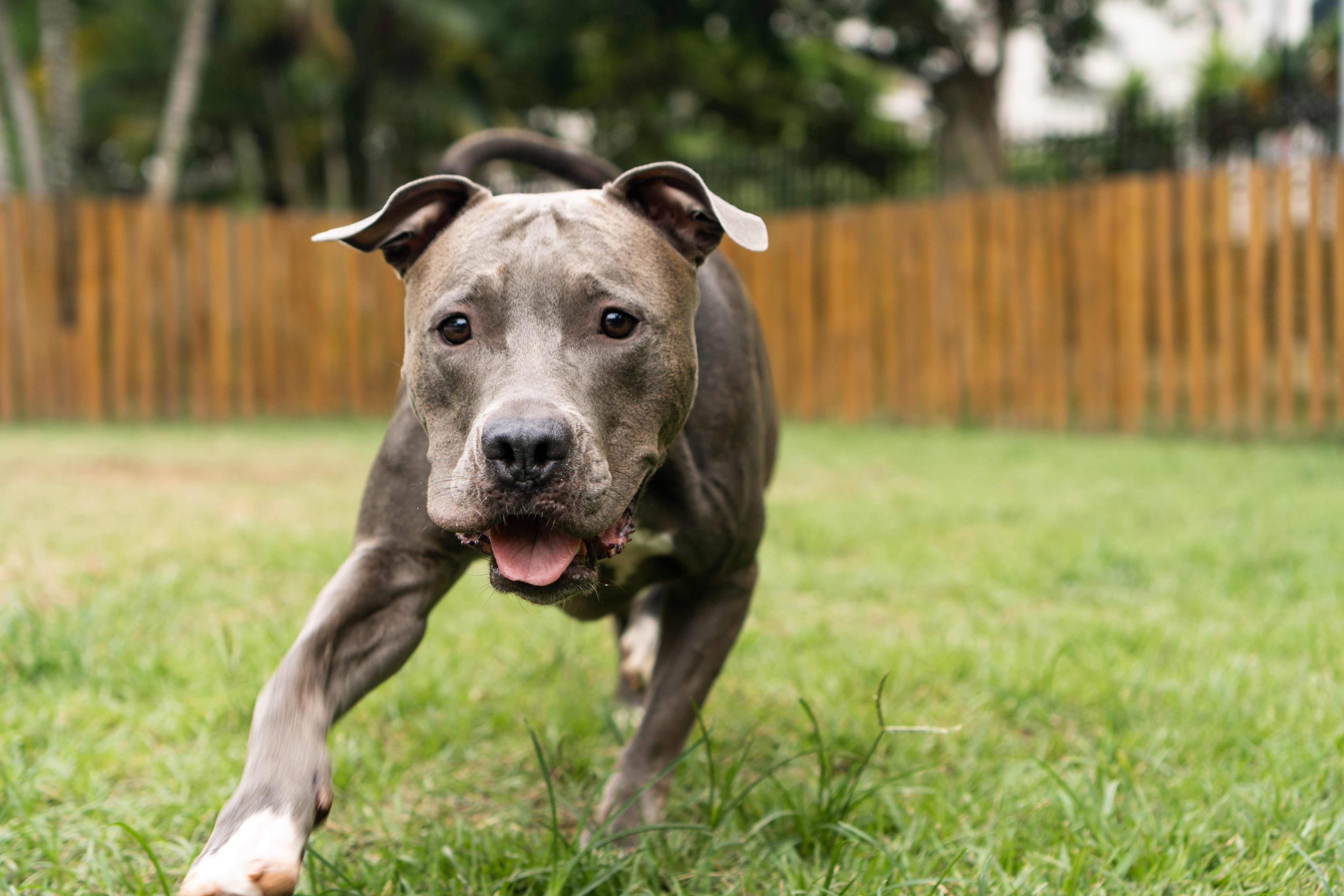 blue pit bull puppy playing in a backyard