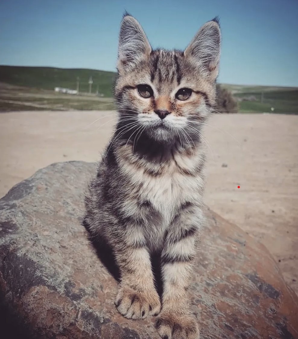 pixiebob kitten sitting and looking at the camera