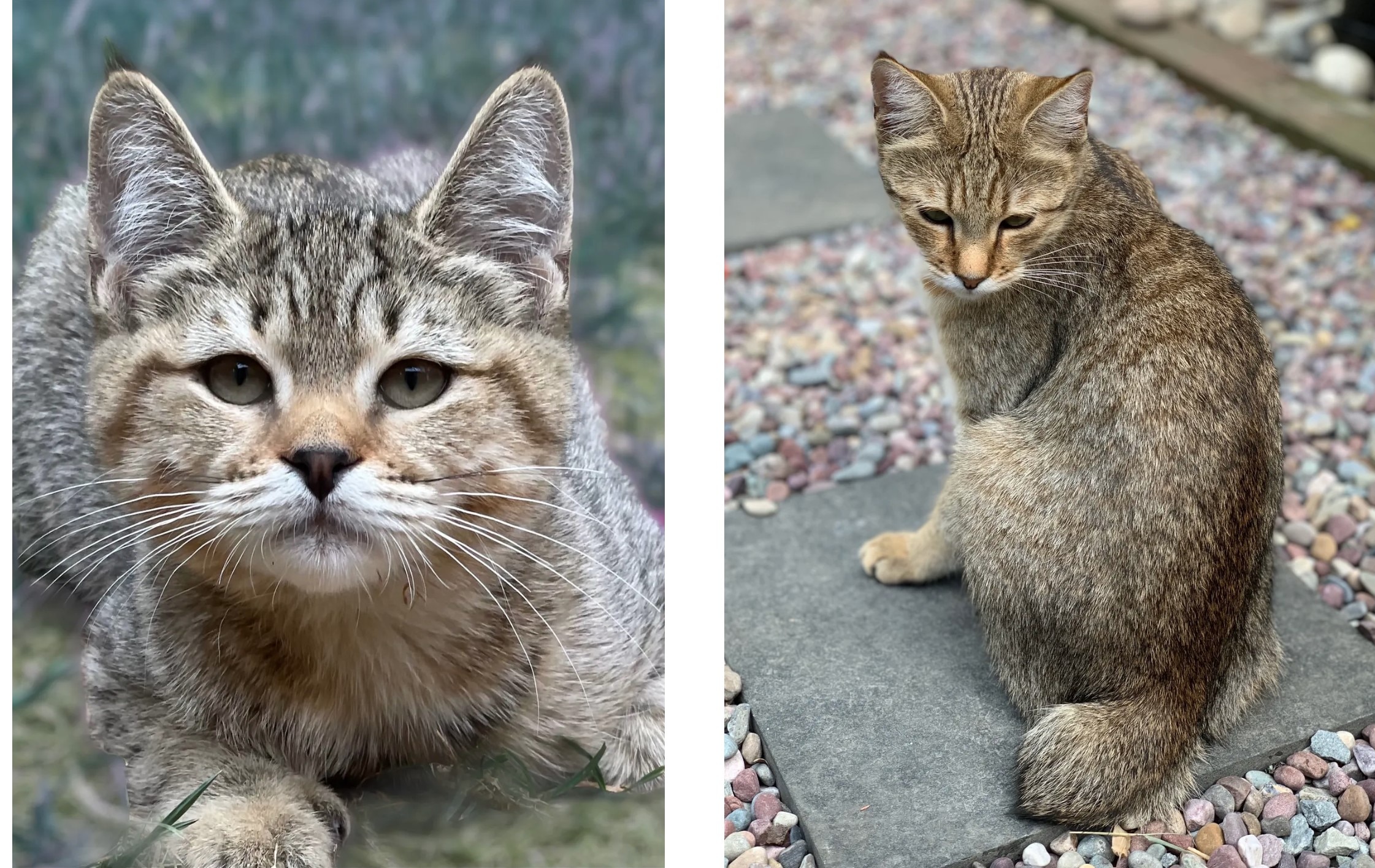 two photos of pixiebob kittens