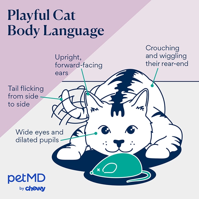 illustration depicting a playful cat's body language