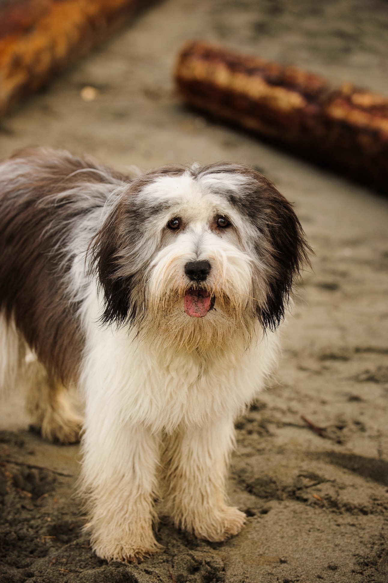 a polish lowland sheepdog standing on a dirt floor