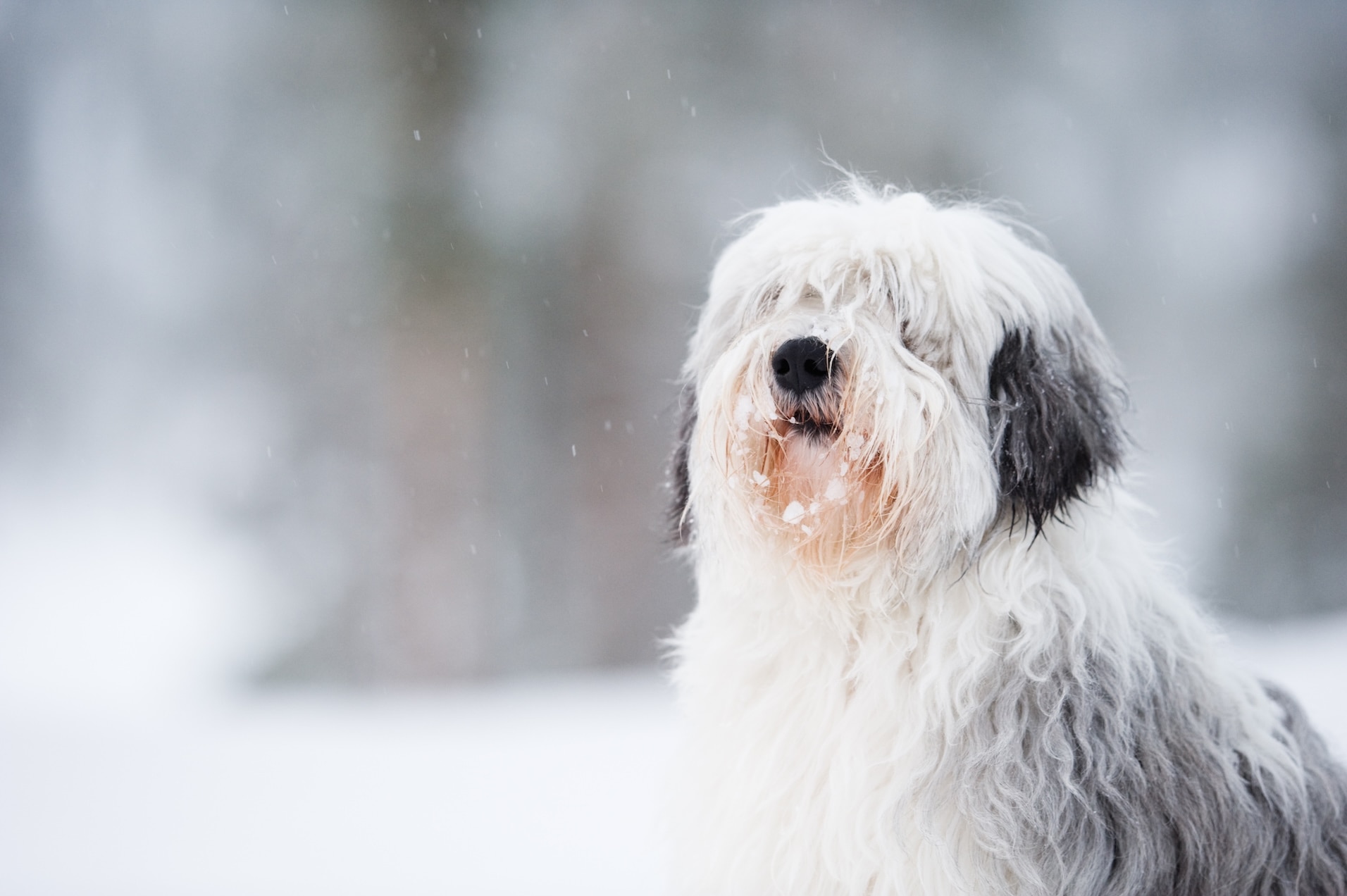 white and gray polish lowland sheepdog sitting in snow