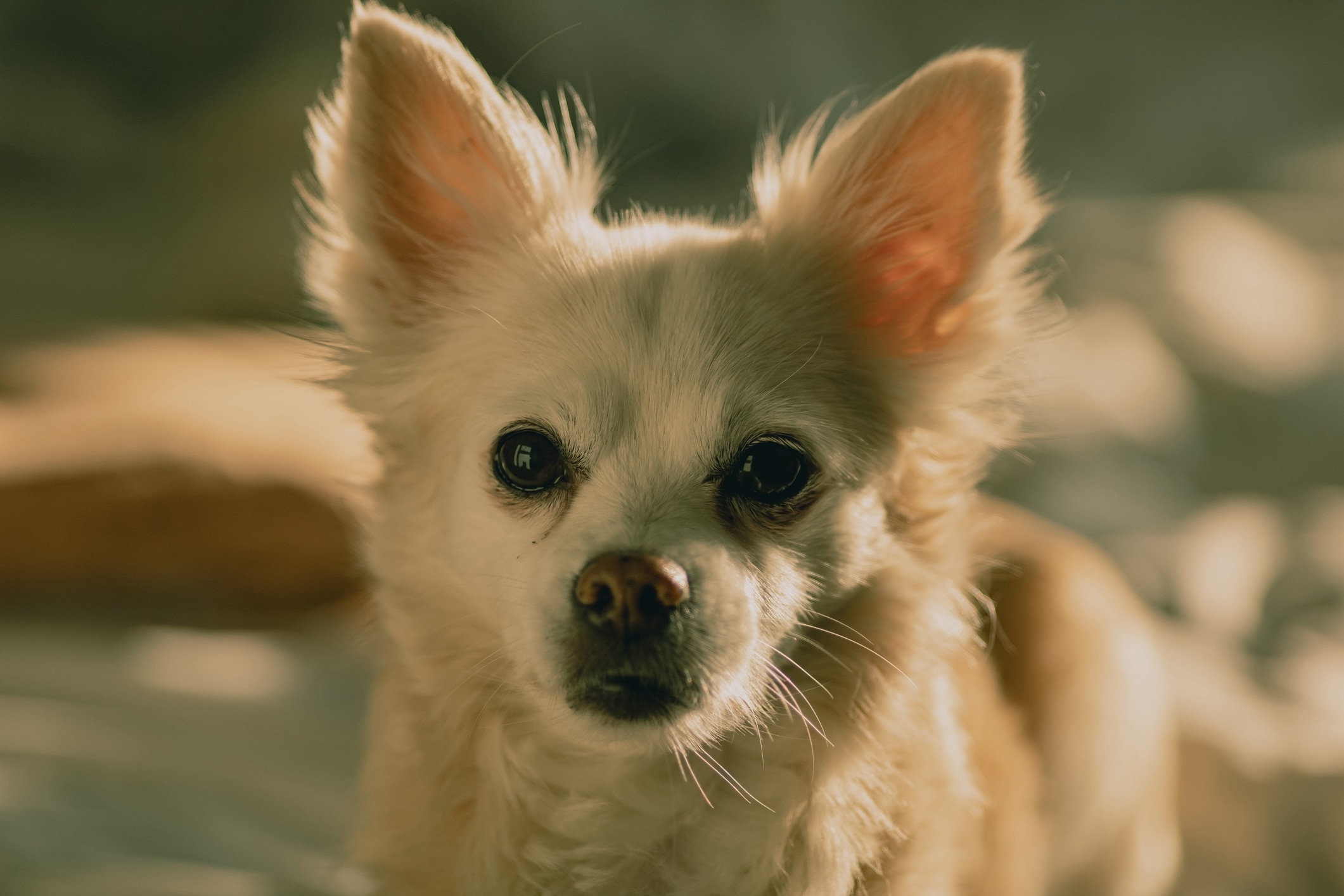 cream-colored pomchi close-up