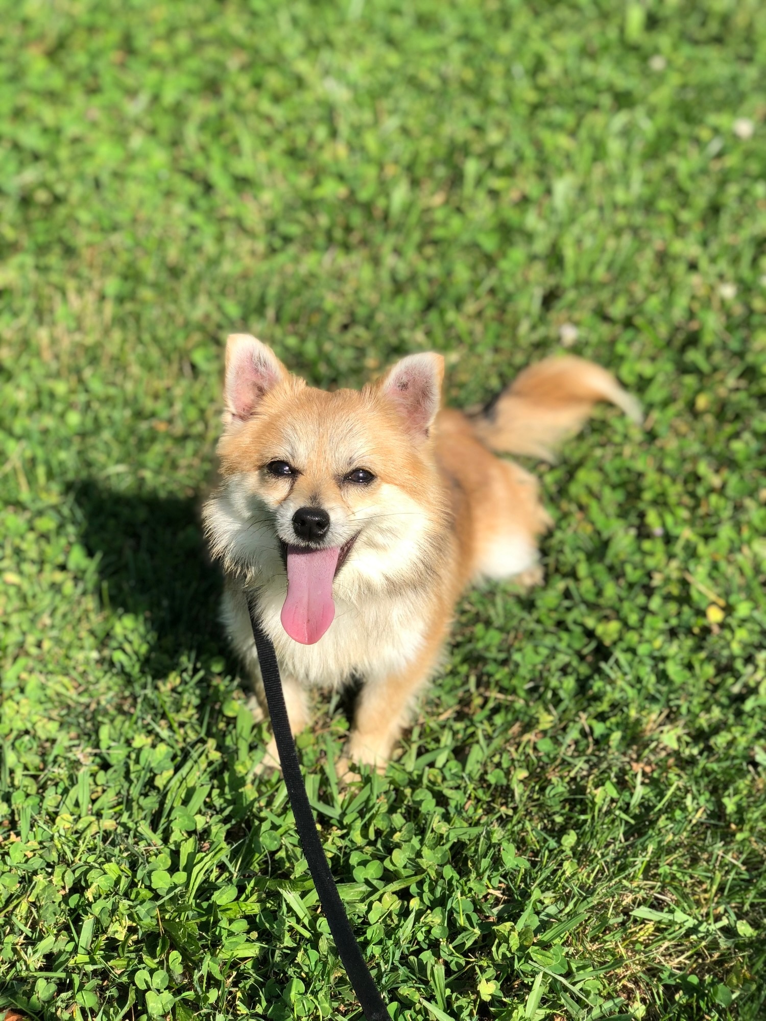 red and cream pomchi dog sitting in grass with his tongue hanging out