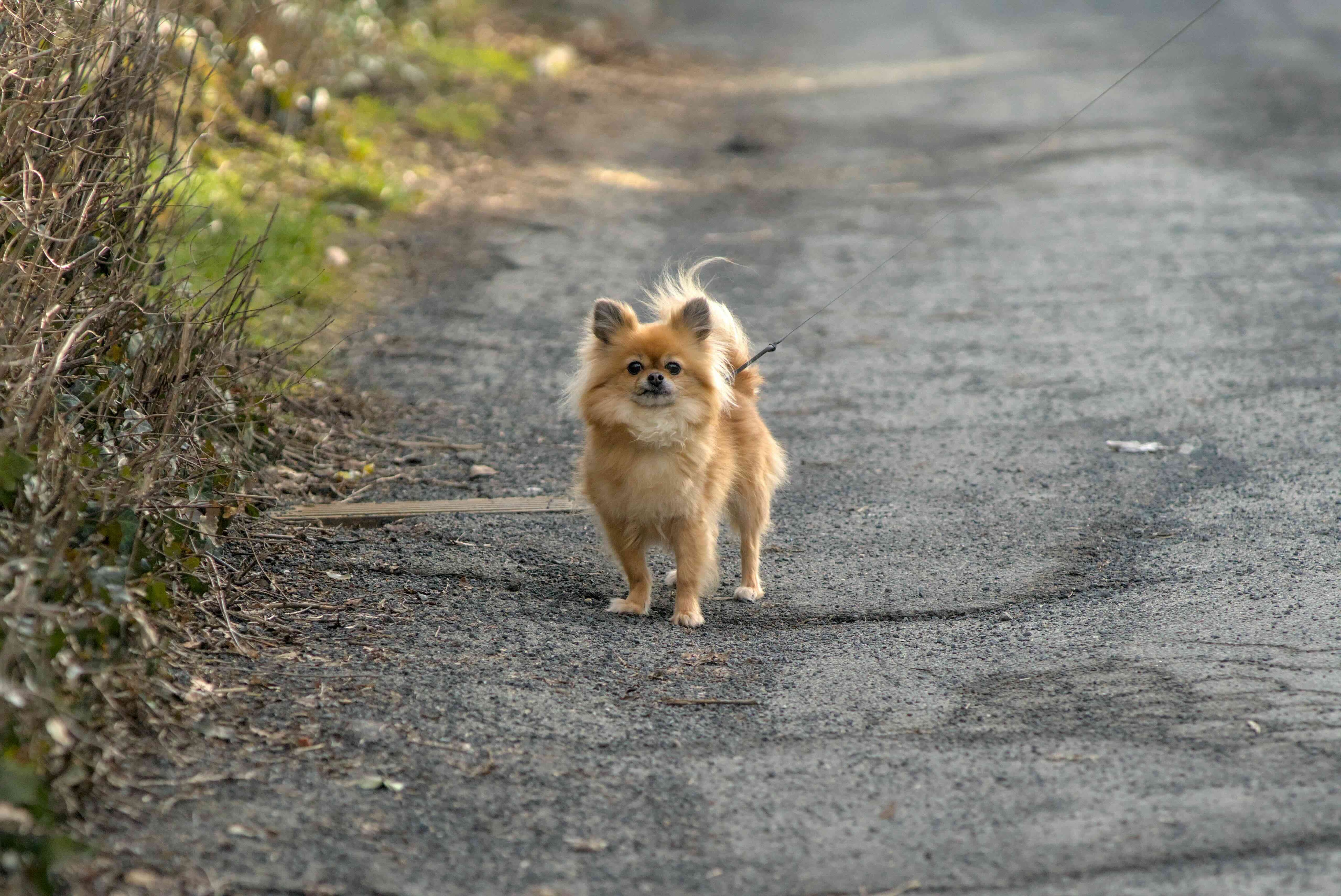 red pomchi standing in a road on a leash