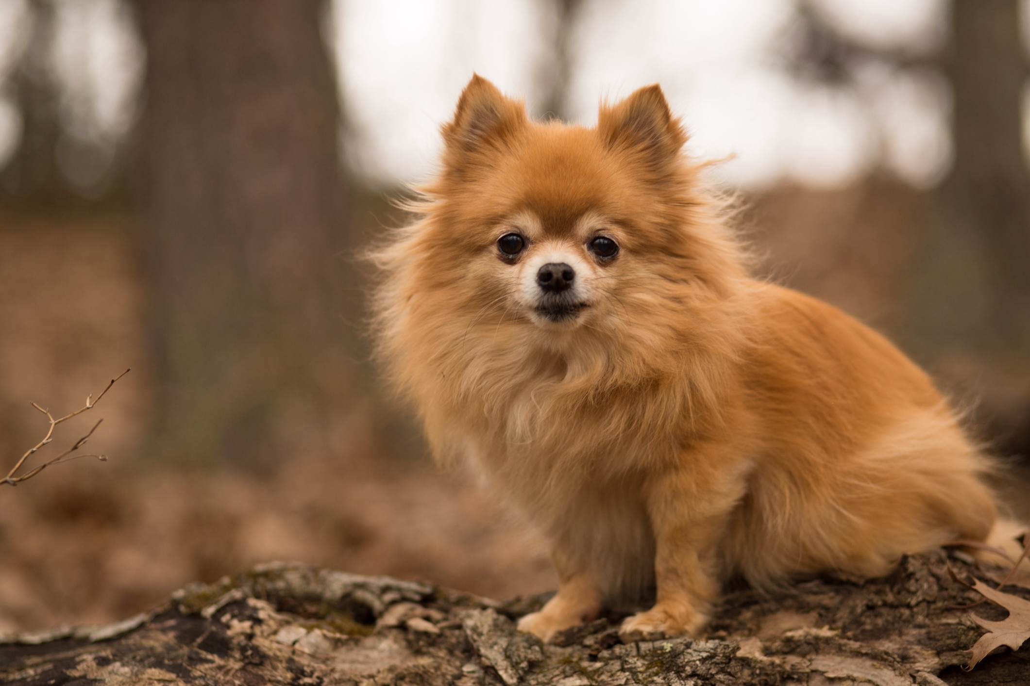 red pomchi sitting on a hiking trail