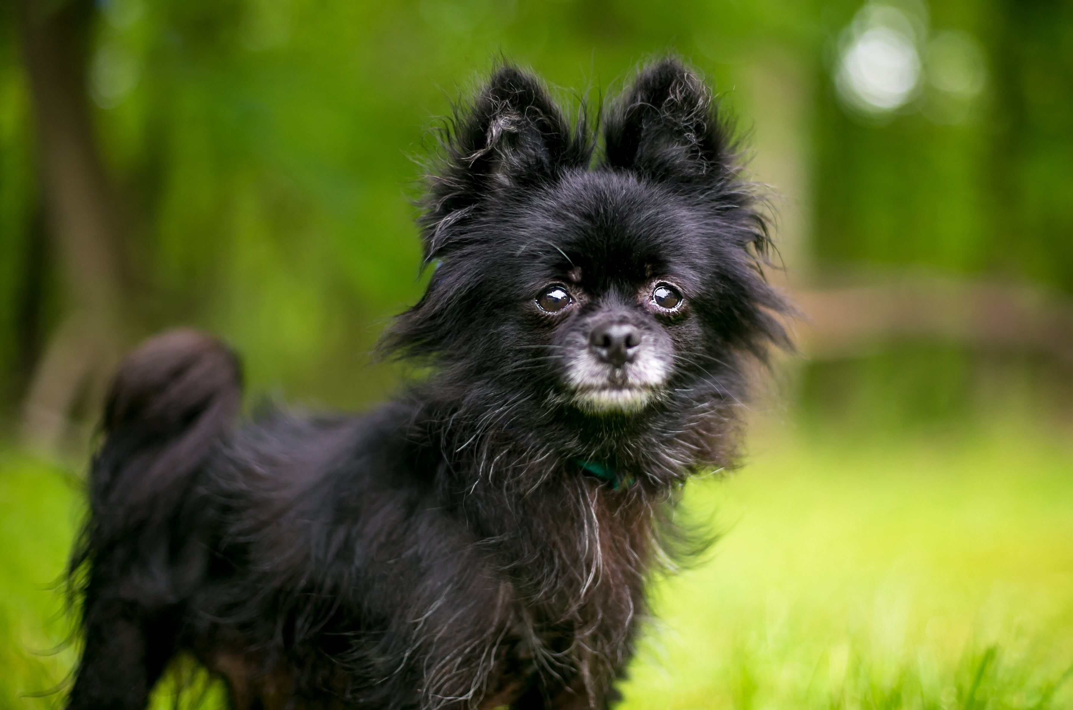 black pomchi dog standing in a yard