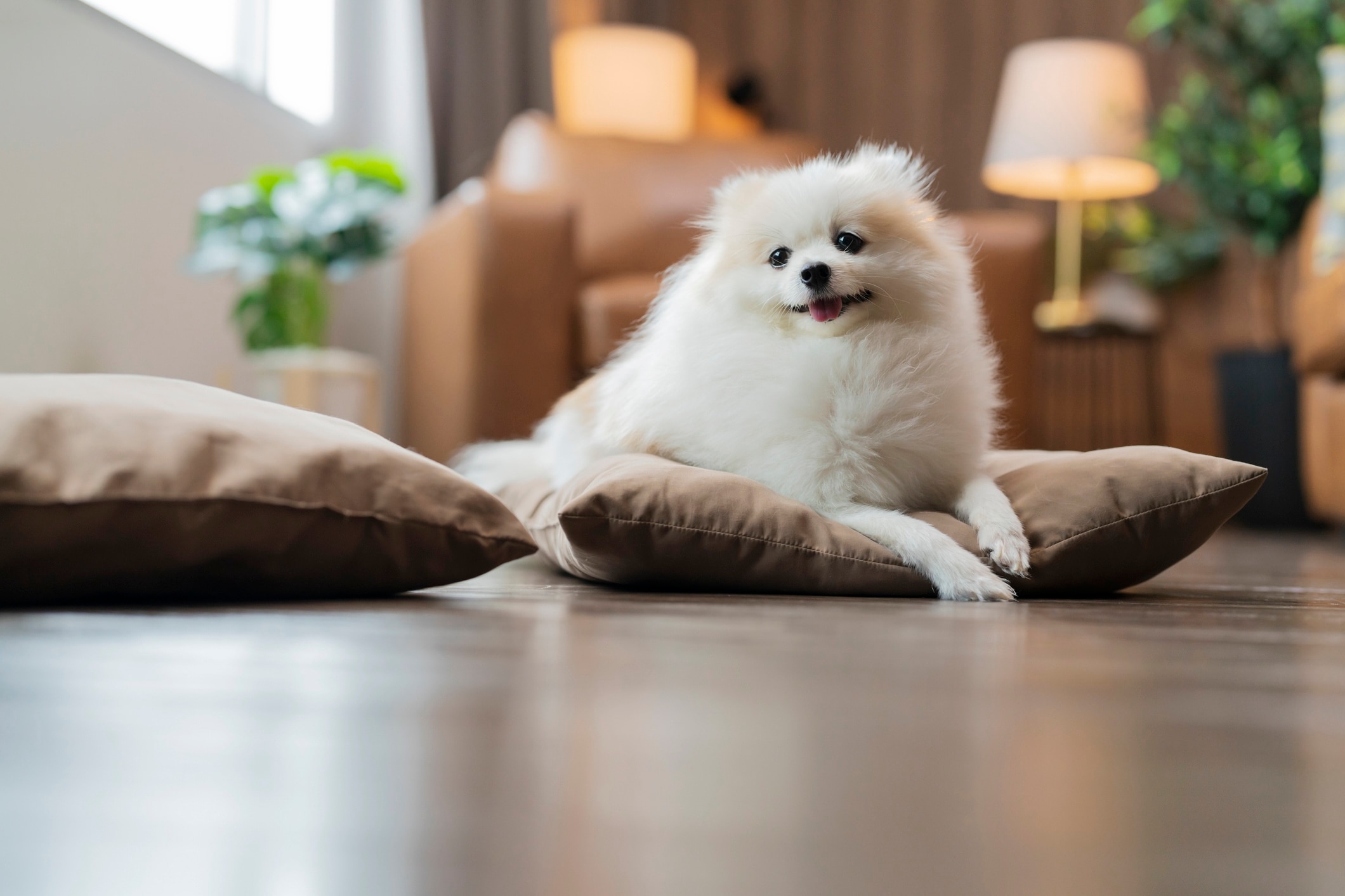 white pomeranian dog lying on a pillow on a living room floor