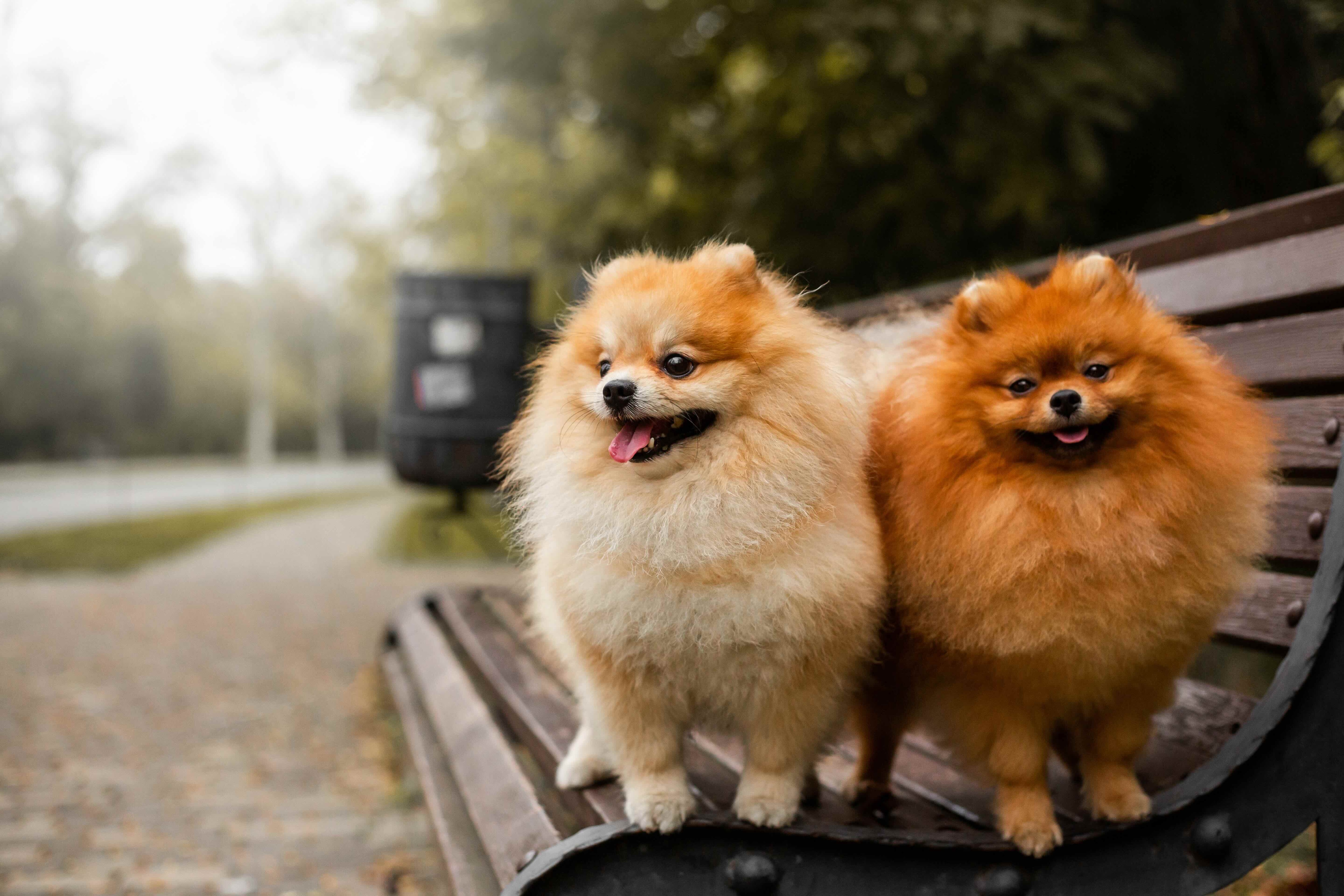 two pomeranians standing on a park bench