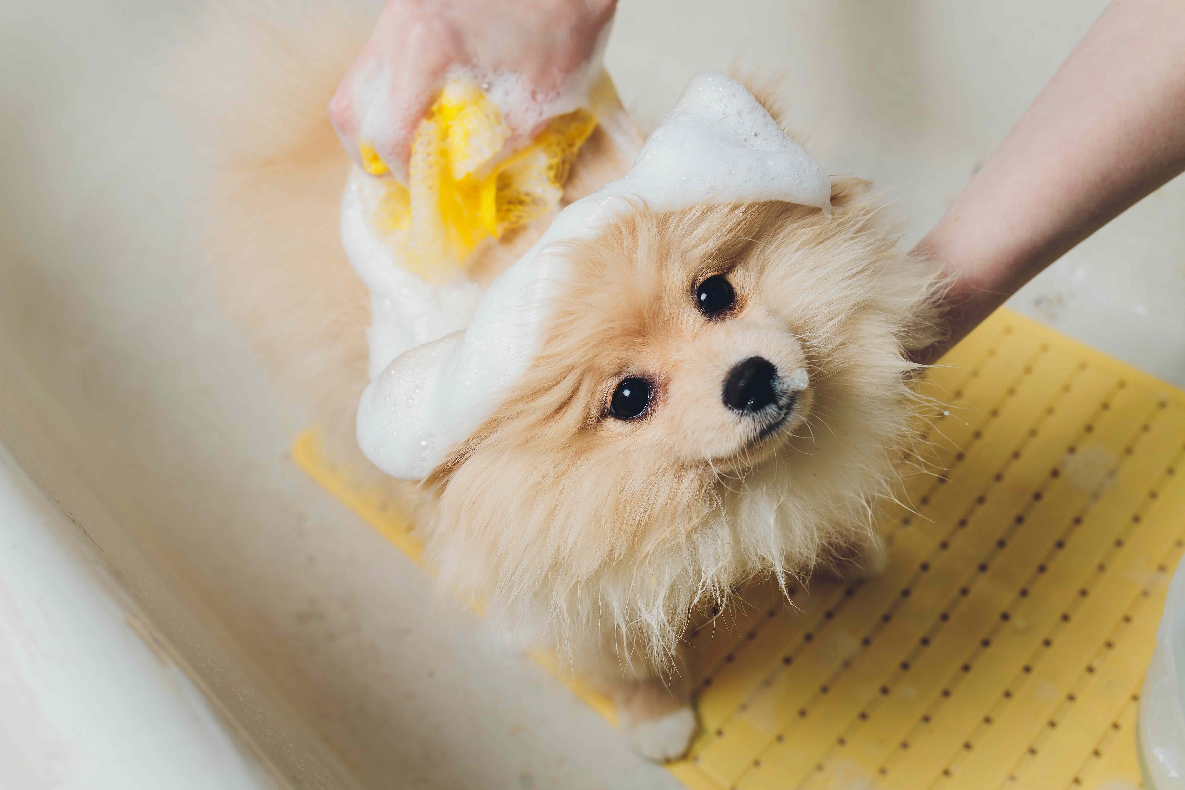 white pomeranian getting a bath