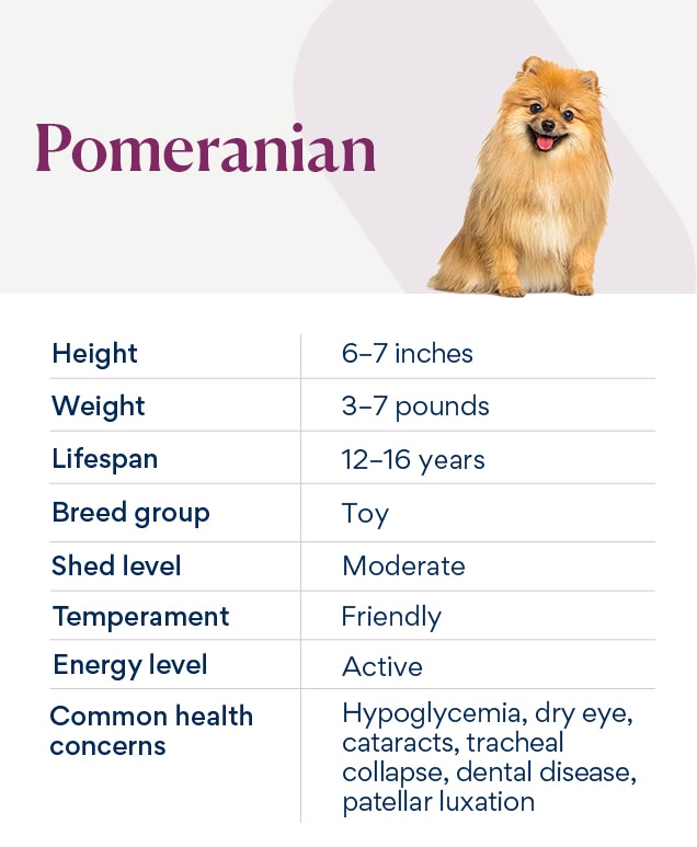 Pomeranian puppy shop food chart