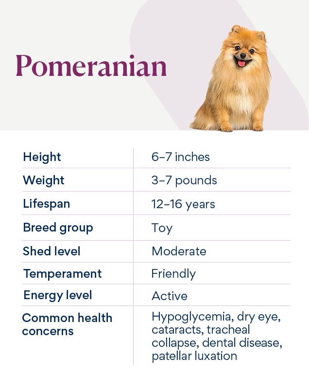 chart depicting a pomeranian's characteristics