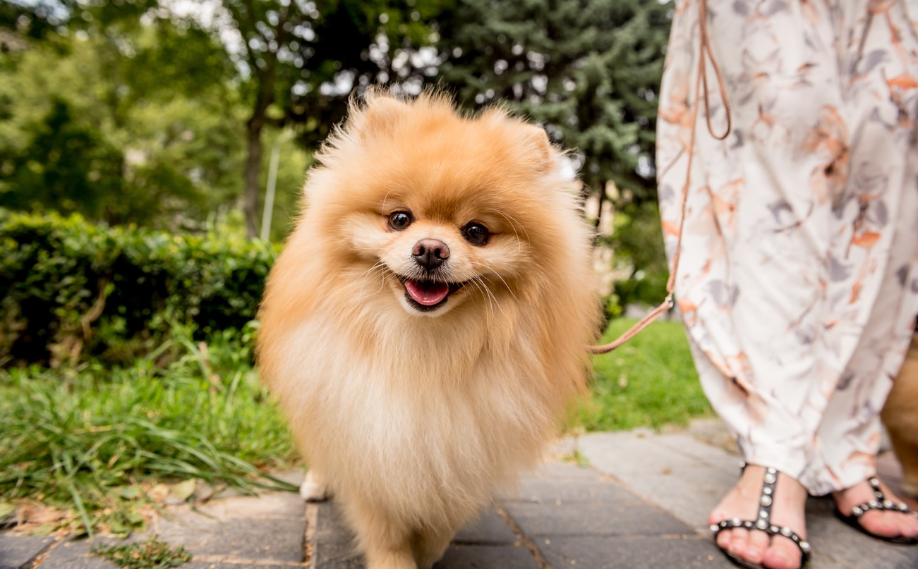 golden pomeranian on a walk smiling at the camera