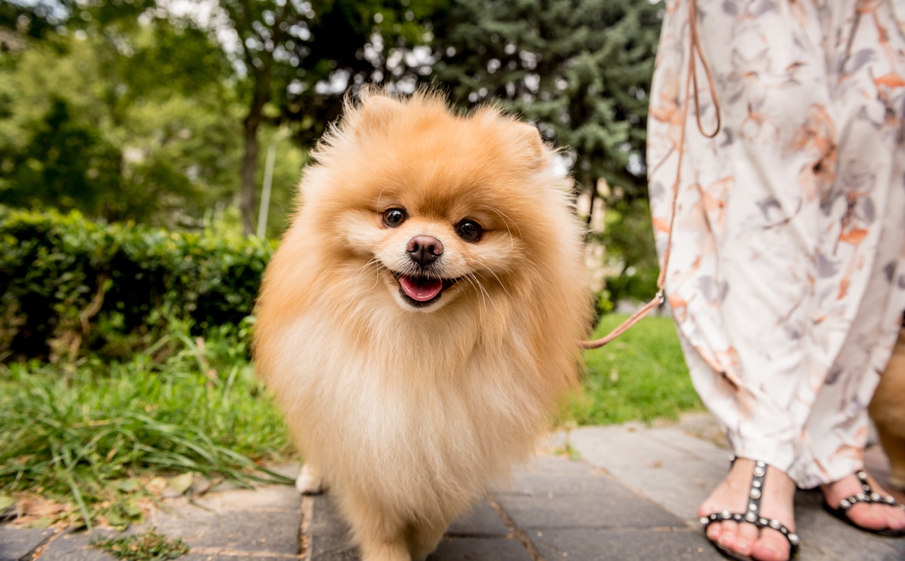 散步的金色博美犬对着镜头微笑