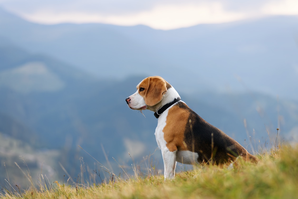 tricolor beagle dog sitting in front of a mountain landscape
