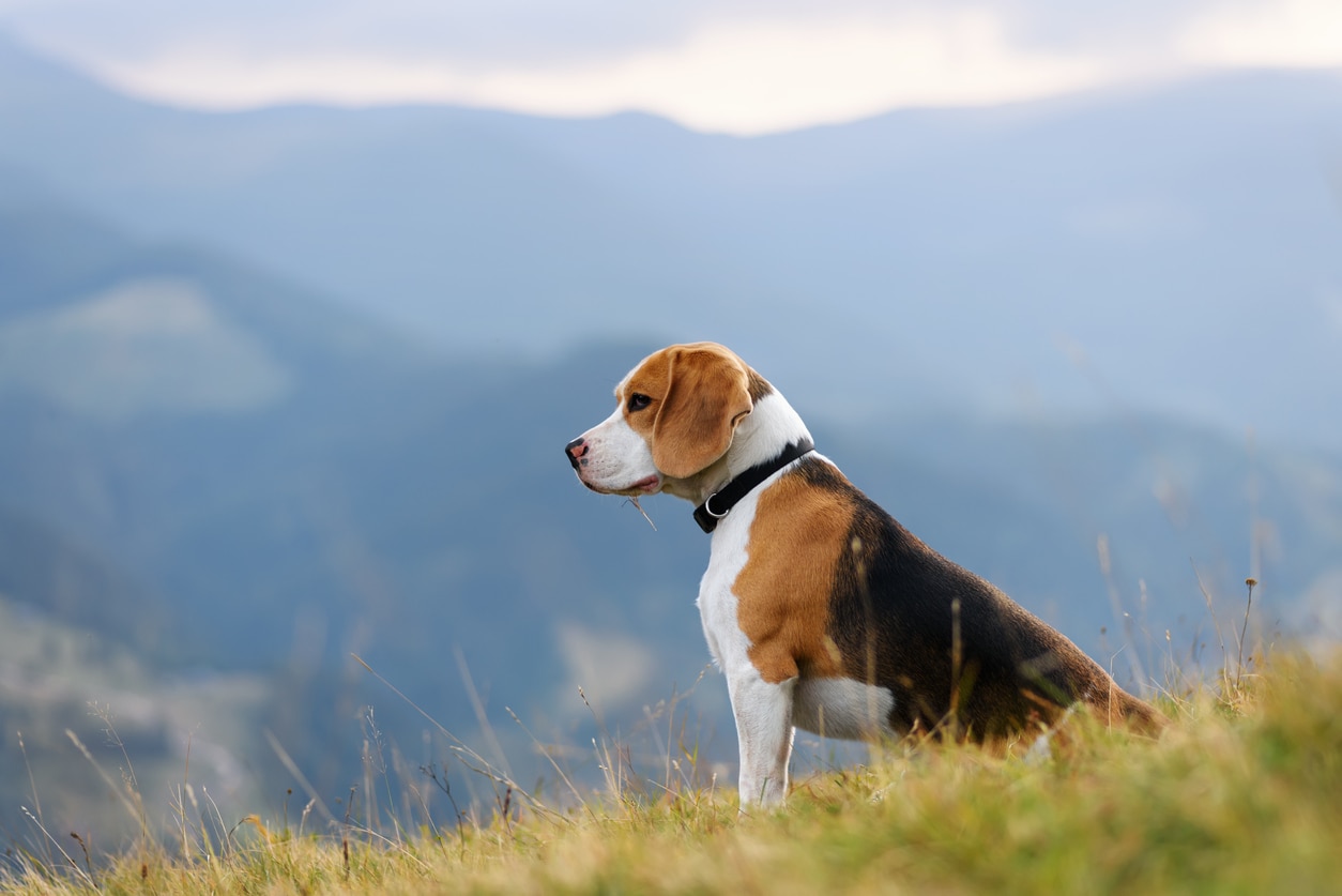 三色旗比格犬坐在山景前