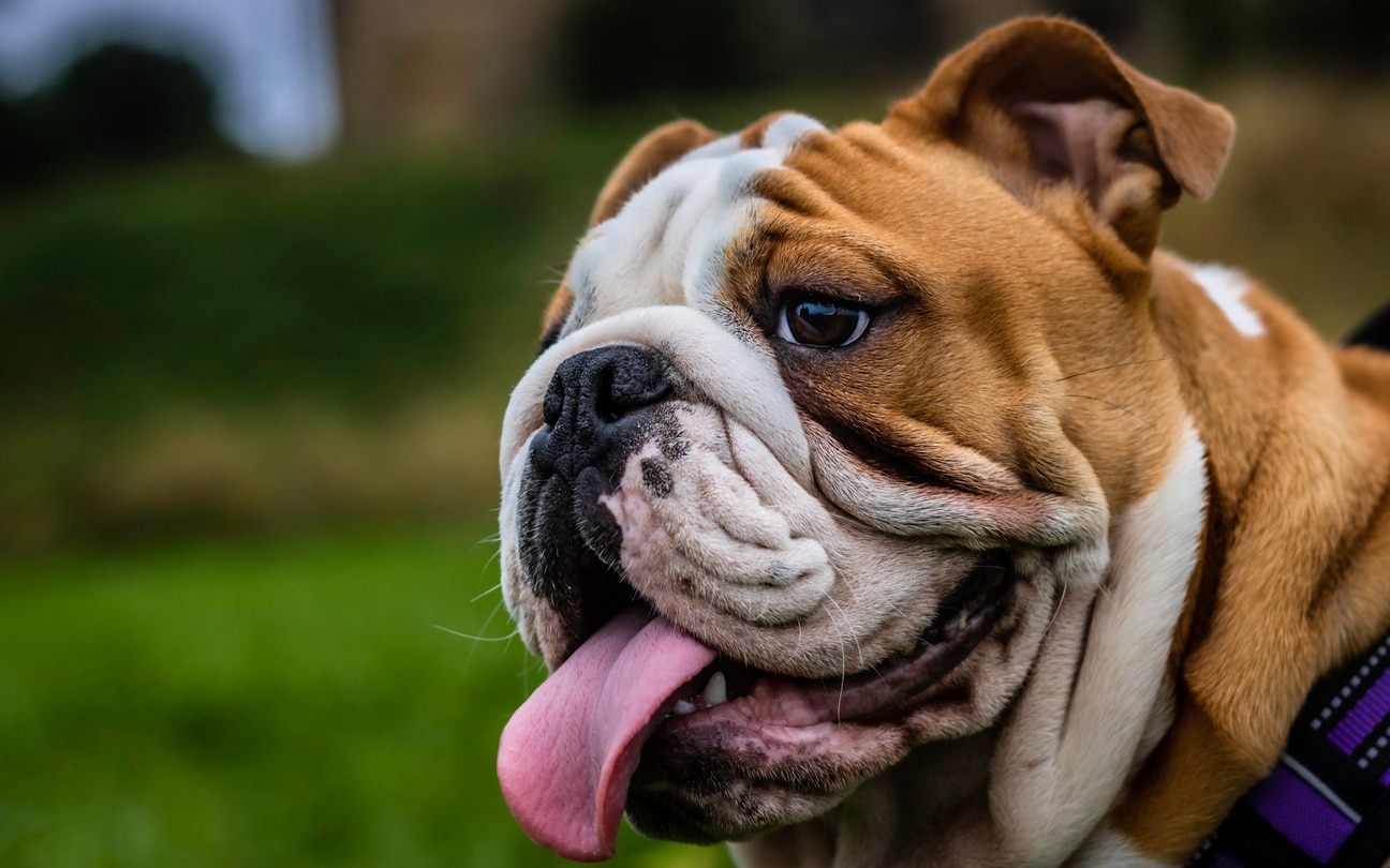 一只棕白相间的英国斗牛犬的特写