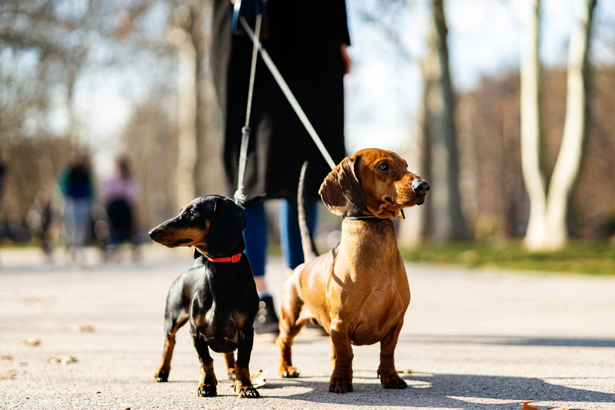 one brown and one black dachshund walking on leashes